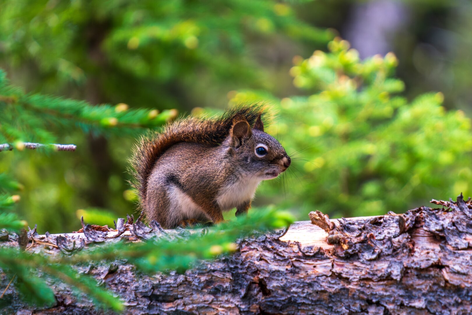 A squirrel sits on a log amidst greenery. [Fuji X-T5 / Tamron 18-300]