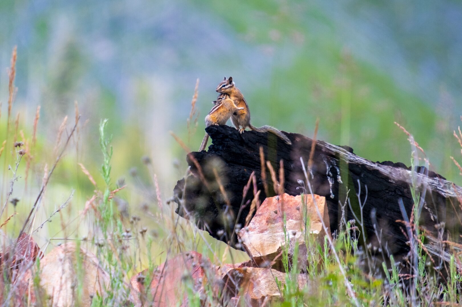 Two chipmunks on a log amidst grassy scenery. [Fuji X-T5 / Tamron 18-300]