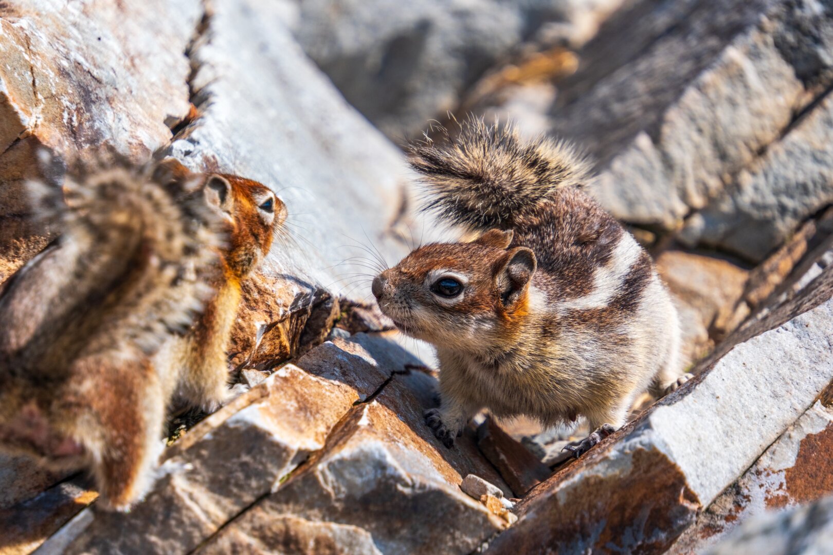 A squirrel chases another away. [Fuji X-T5 / Tamron 18-300]