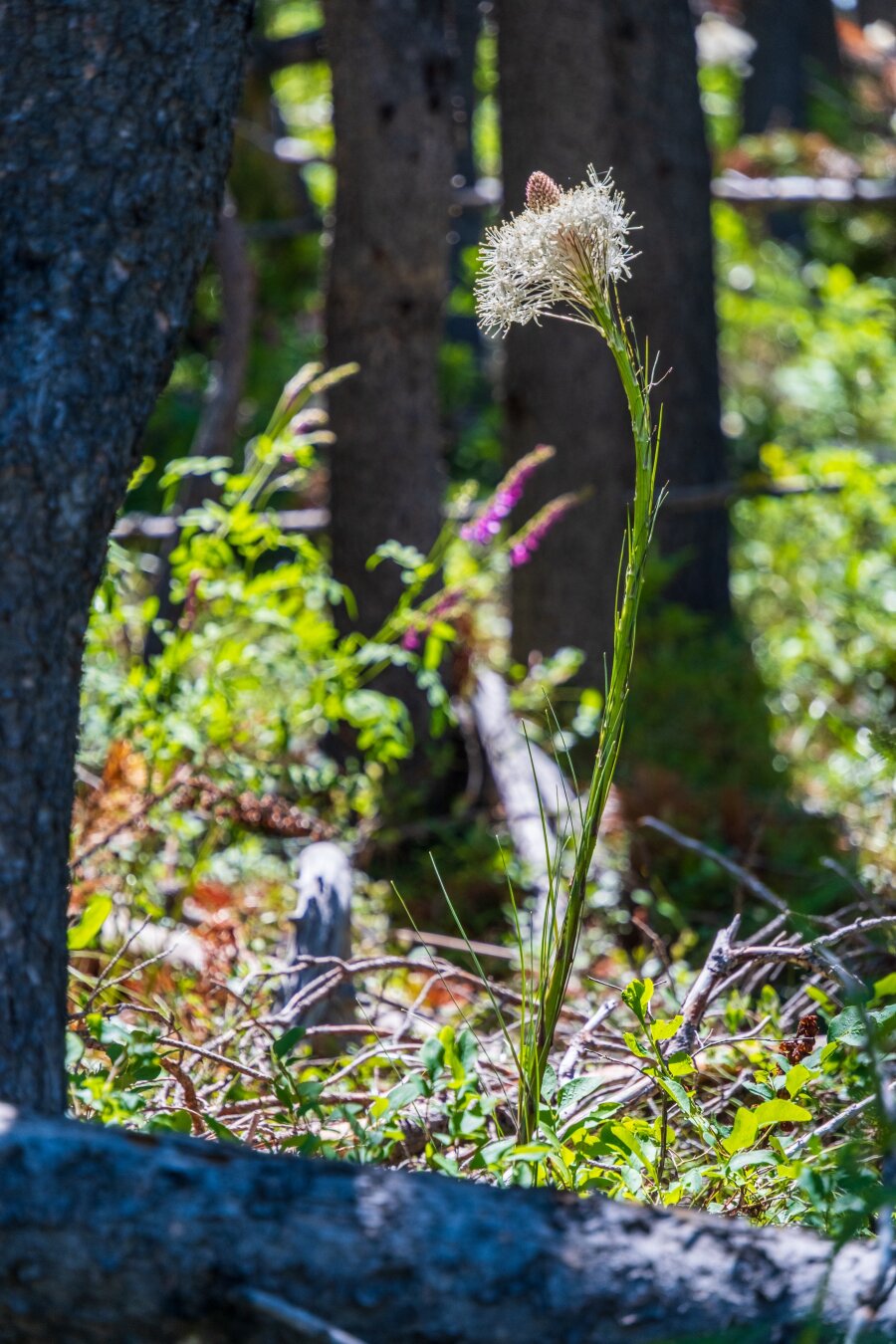 A white-blooming plant loops up near a purple-flowering one. [Fuji X-T5 / Tamron 18-300]
