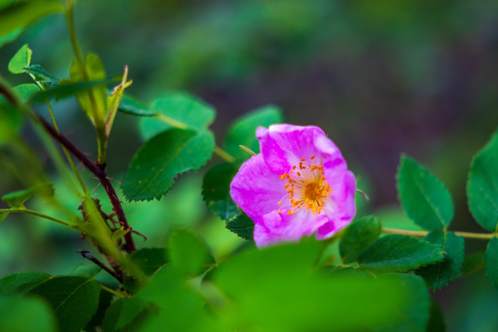 A little pink flower amidst greenery. [Fuji X-T5 / Sigma 17-40 1.8]