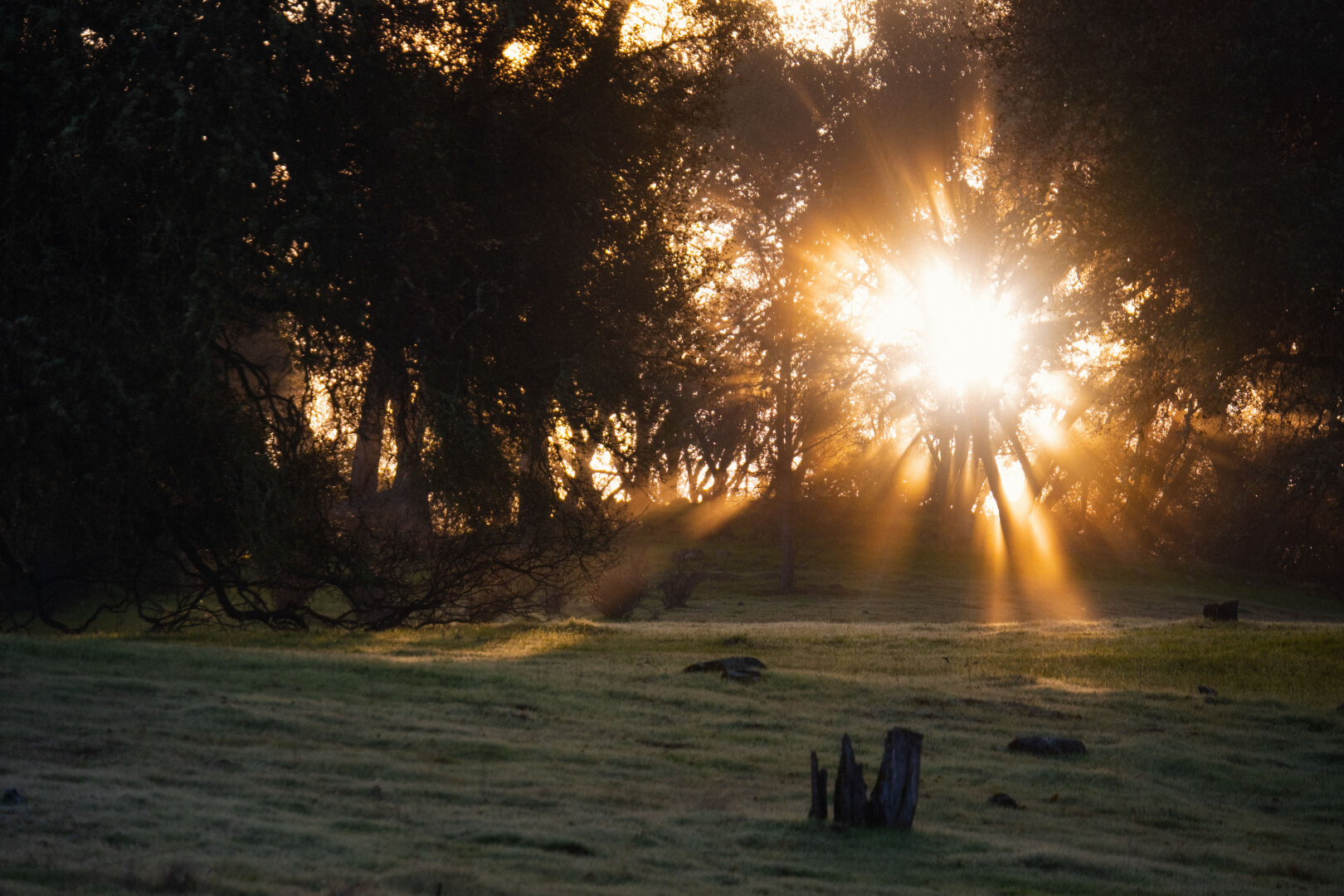 Low winter sun shines through trees amidst light fog. [Fuji X-T5 / Tamron 18-300]