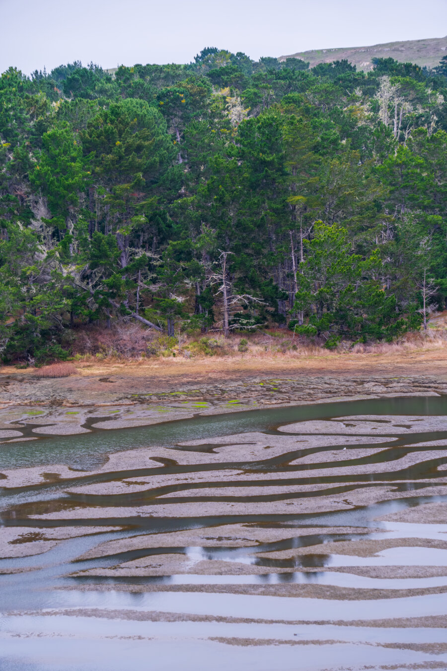 Under a shore covered in trees, the receding waters of an estuary expose little channels of water. [Fuji X-T5 / Tamron 18-300]
