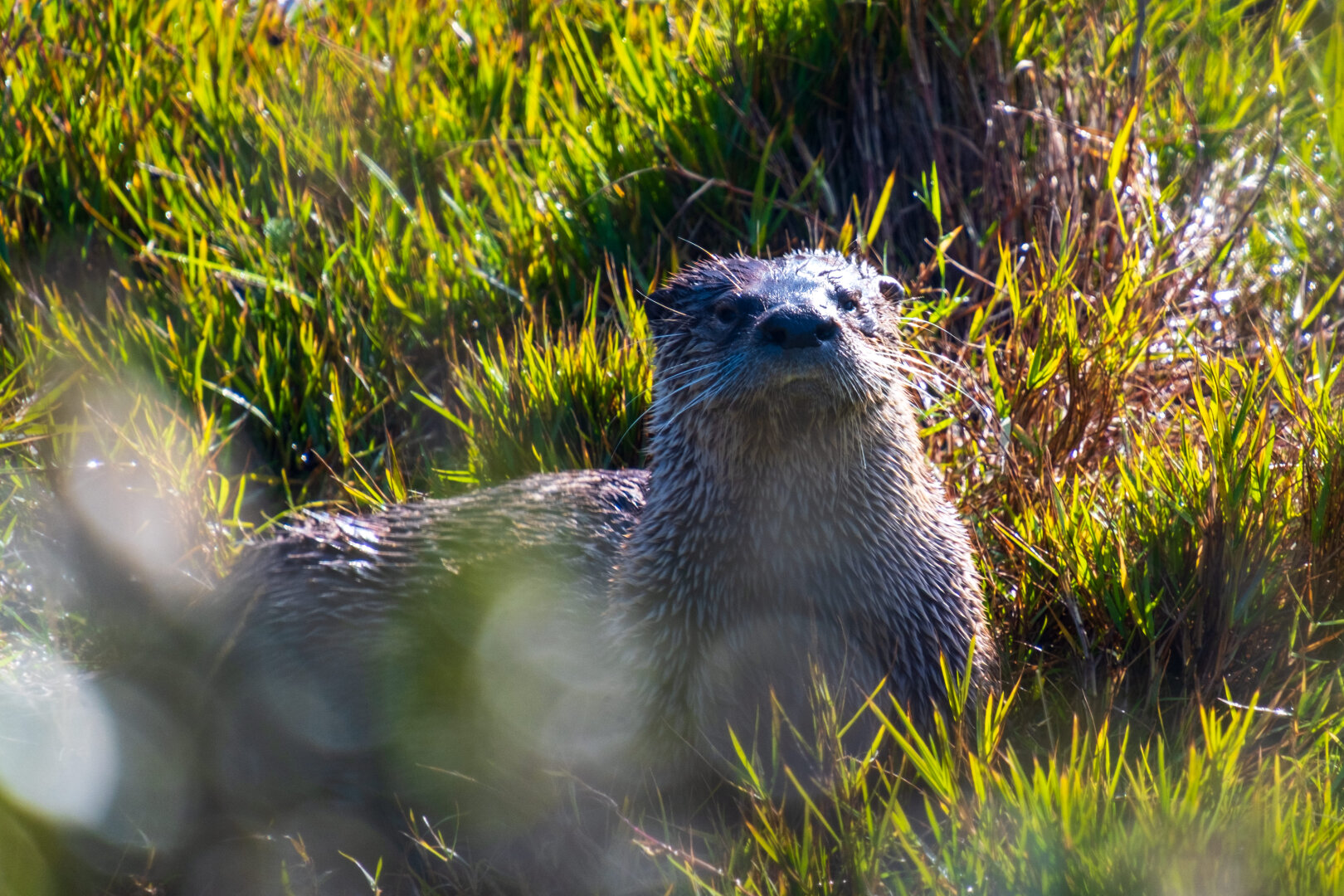 An otter looks up at the camera. [Fuji X-T5 / Tamron 18-300]