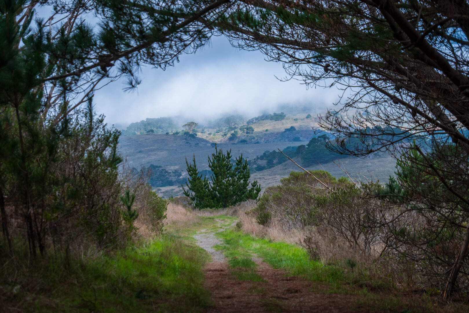 A small dirt road winds through trees, framing a sole tree, with misty hills behind. [Fuji X-T5 / Tamron 18-300]