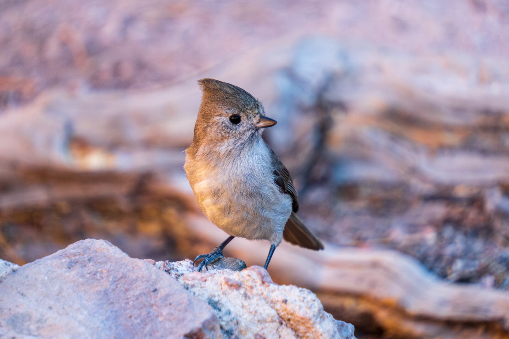 A small birds tilts its head to its left, in rocky surroundings. [Fuji X-T5 / Tamron 18-300]