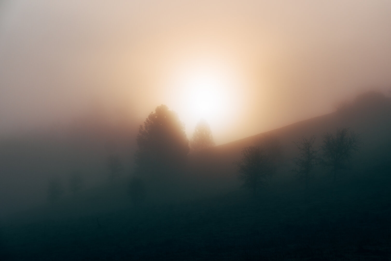 The sun rises behind trees shrouded in heavy mist. [Fuji X-T5 / Tamron 18-300]