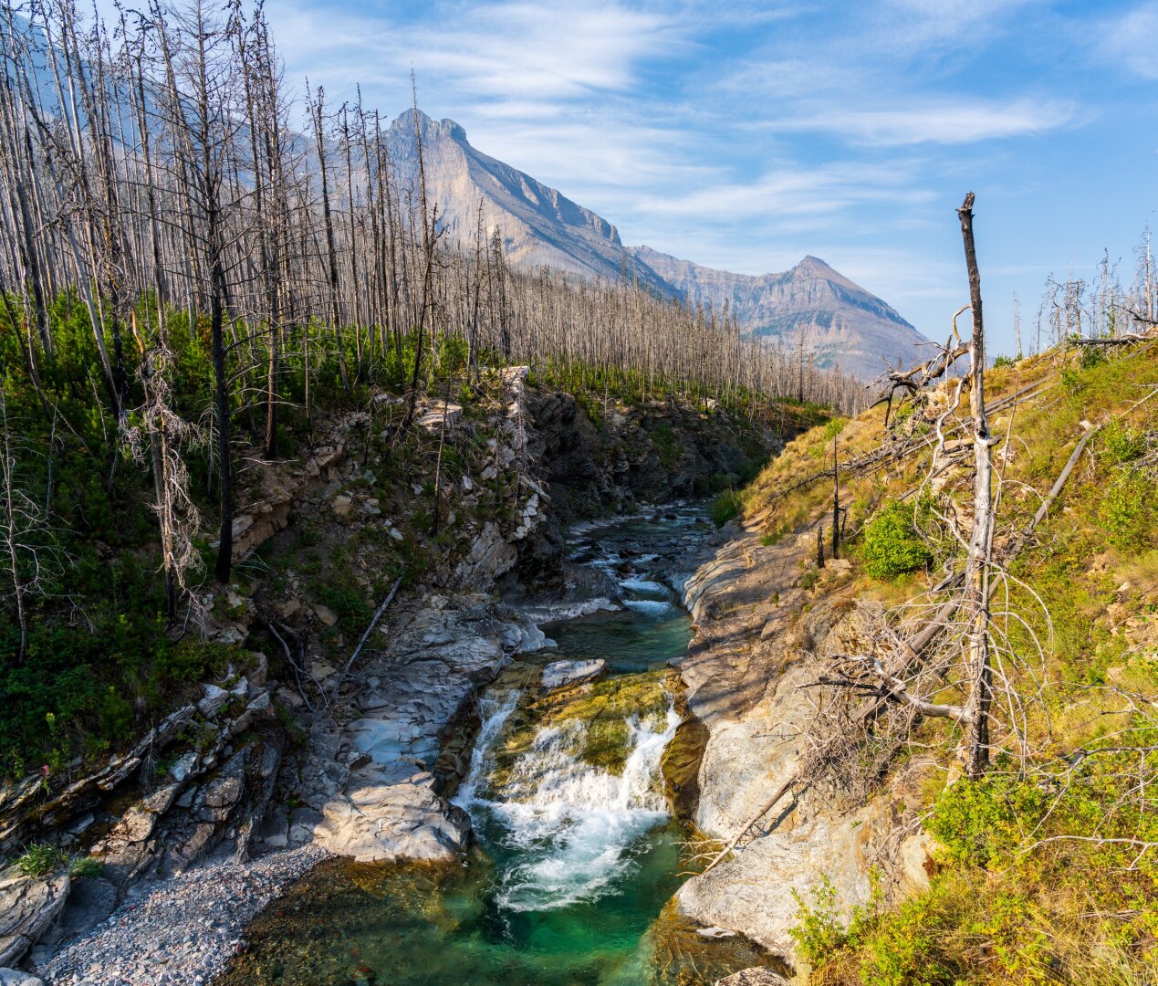 A river runs through a canyon in front of burned trees and mountains. [Sony A7R V / Tamron 25-200]