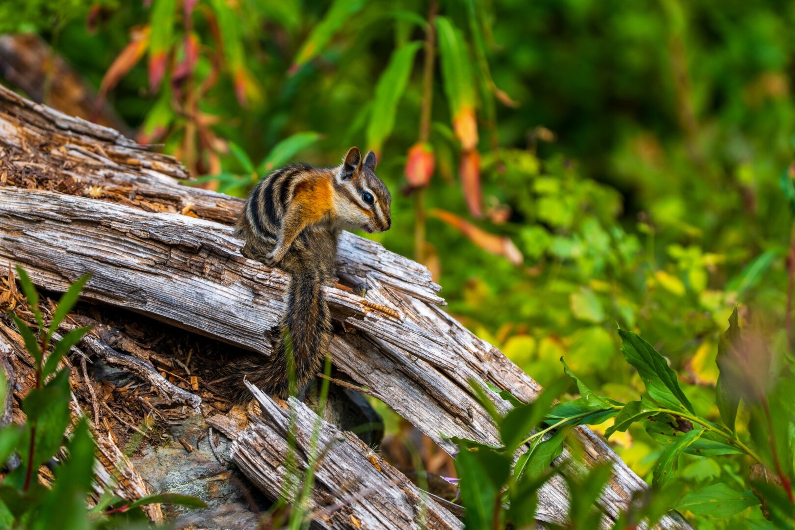 A chipmunk sits on a log cleaning its rear fluff. [Sony A7R V / Tamron 25-200]