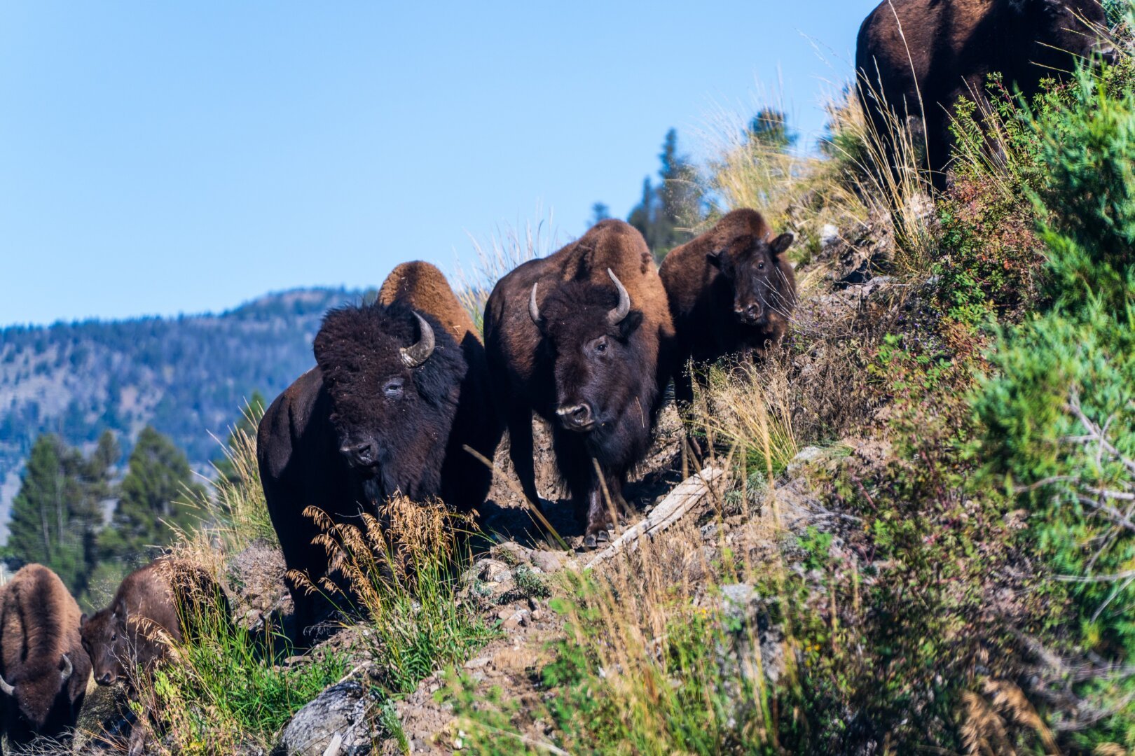 Three bison nuzzled next to each other on a hill. [Sony A7R V / Tamron 25-200]