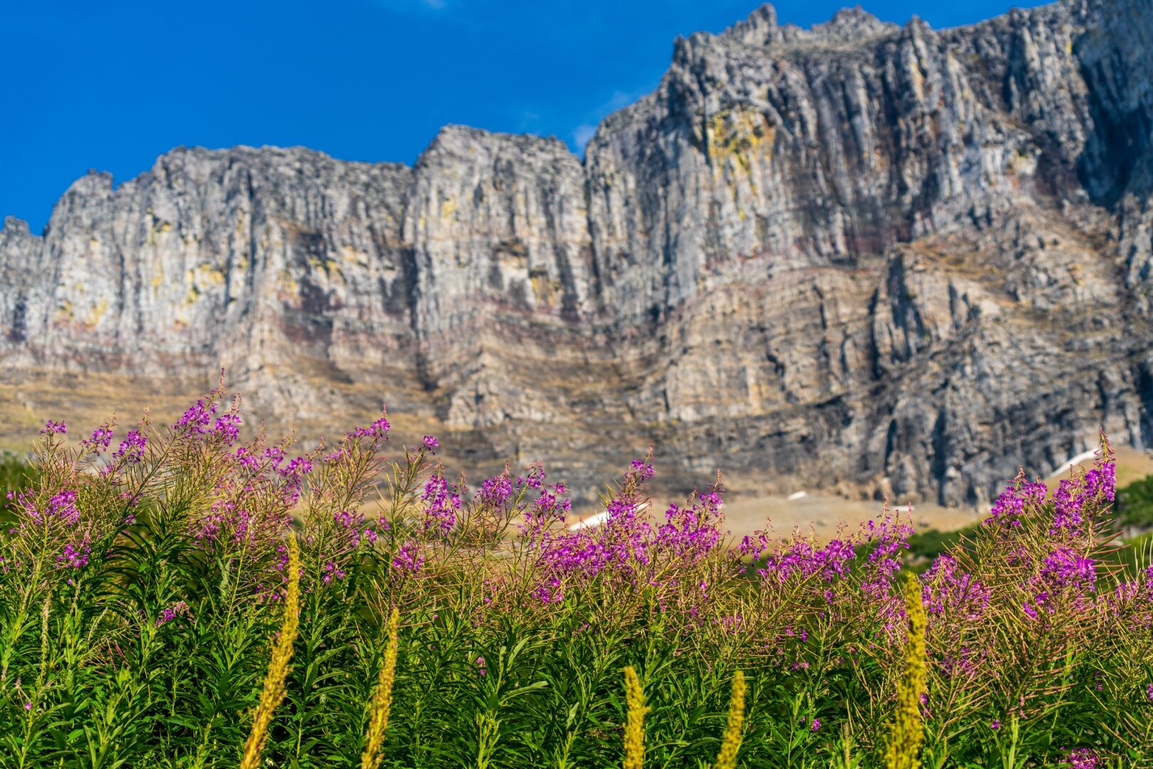 Purple flowers grow in greenery with tall mountaintops behind. [Sony A7R V / Tamron 25-200]