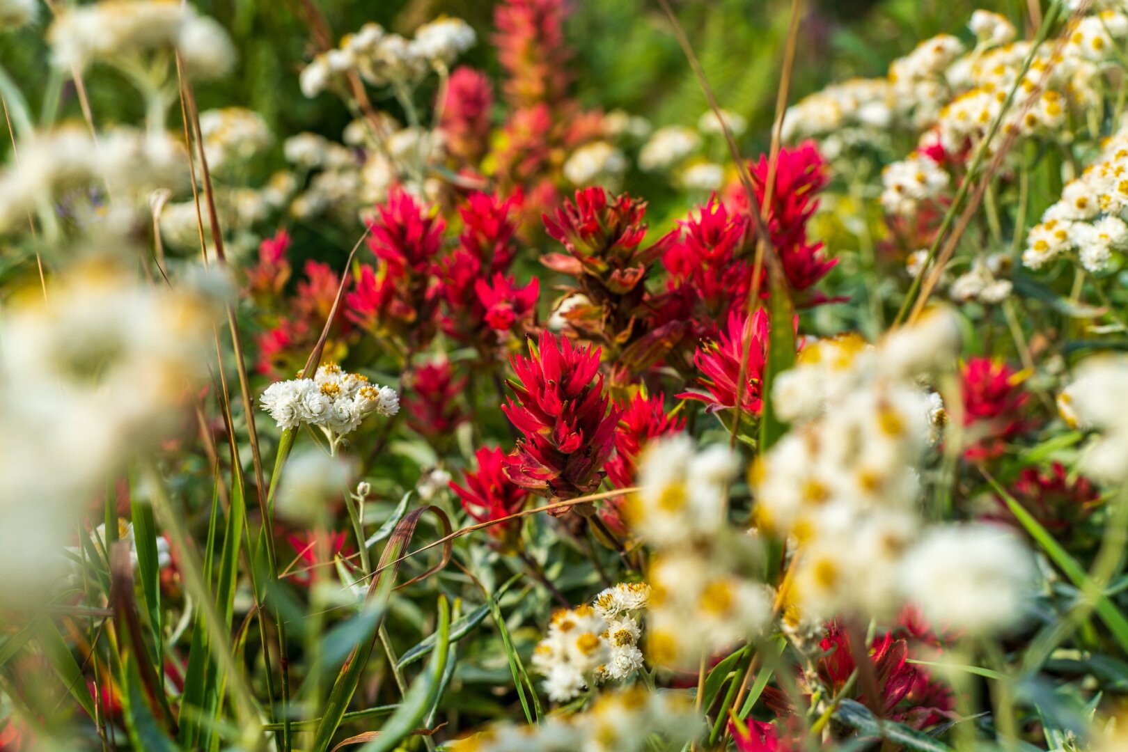 Paintbrush sit amidst white flowers, in evening light. [Sony A7R V / Tamron 25-200]