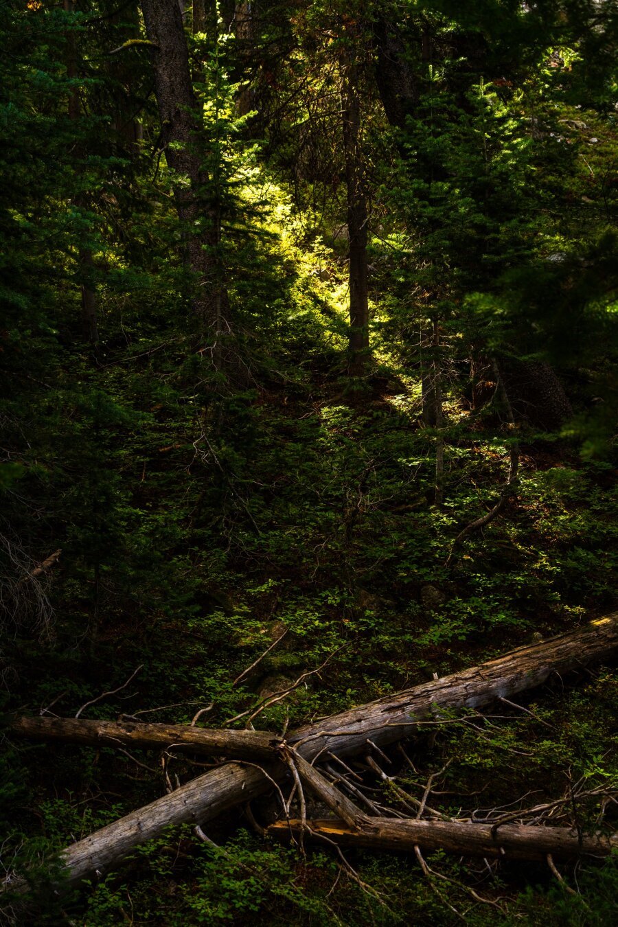 Light streams into a forest, where fallen trees lie crossed. [Sony A7R V / Tamron 25-200]