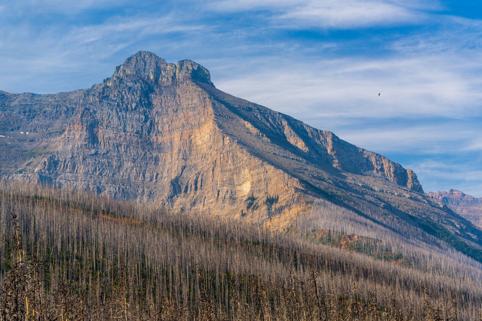 A large mountain sits above burned trees. [Sony A7R V / Tamron 25-200]