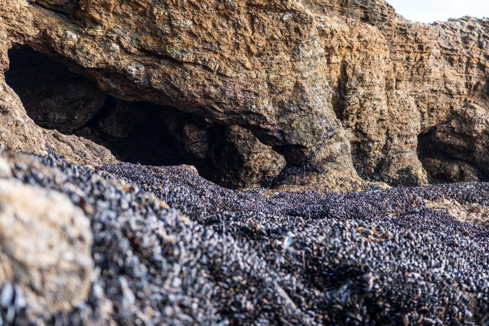Mussels cover rocks on the beach. [Fuji X-T5 / Sigma 17-40 1.8]