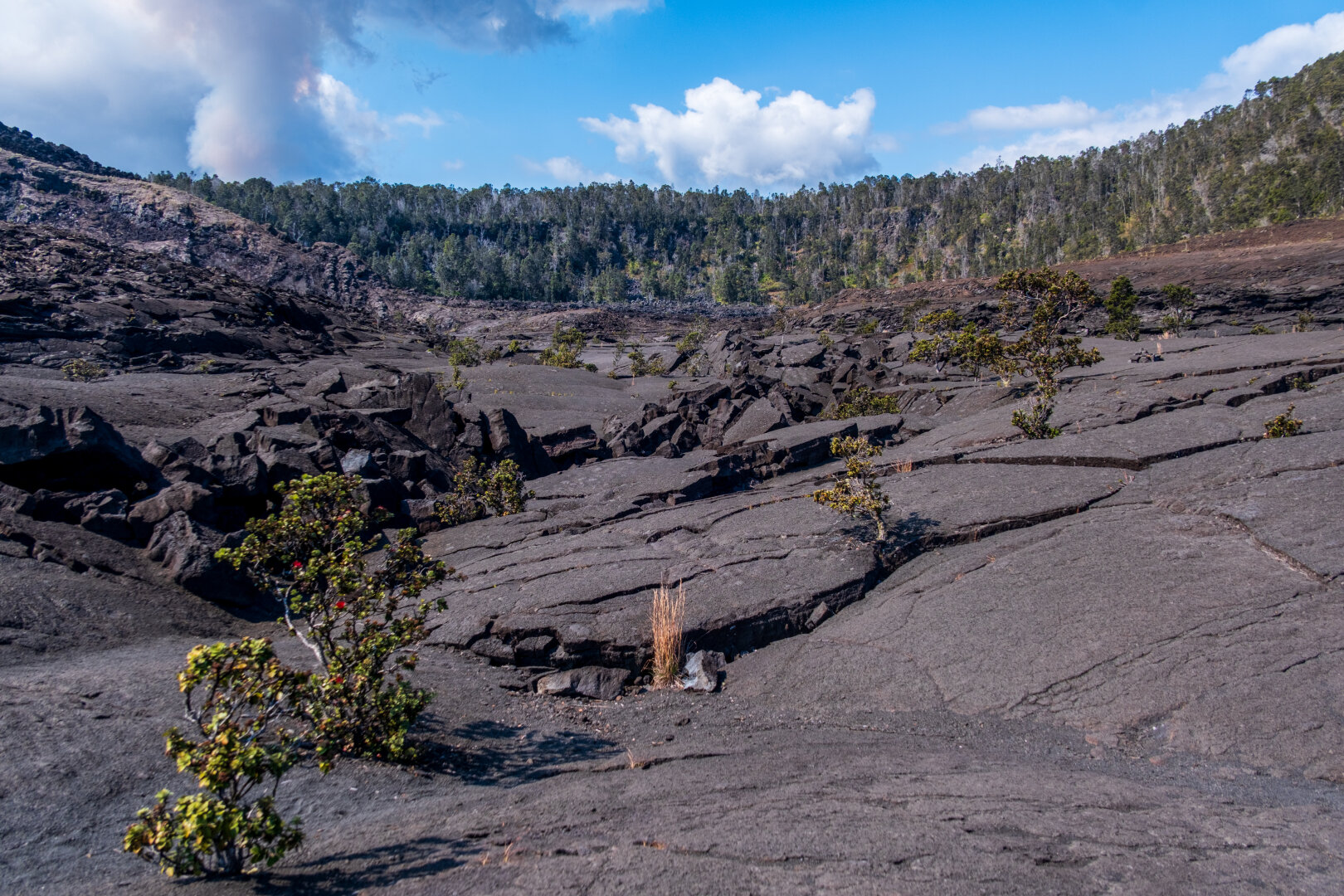 Cracked black rock, with little shrubs growing out of it. [Fuji X-T5 / Tamron 18-300]