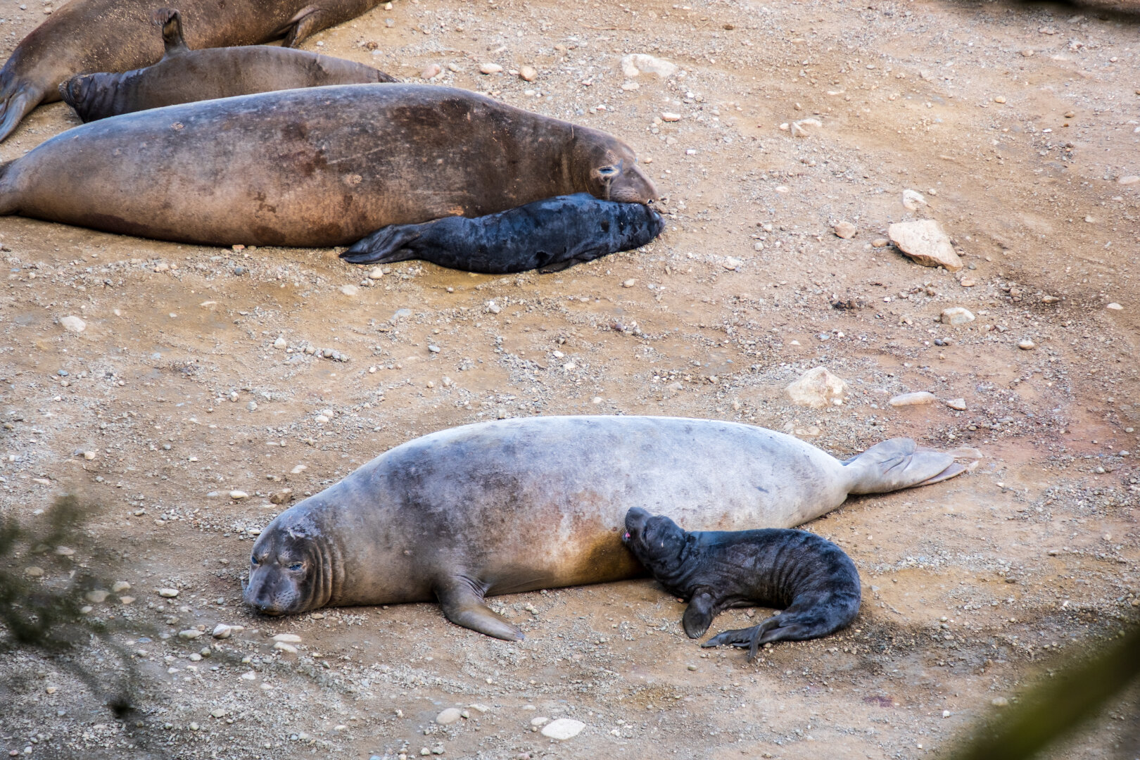 Elephant seal pups sit on a beach with their moms. [Fuji X-T5 / Tamron 18-300]