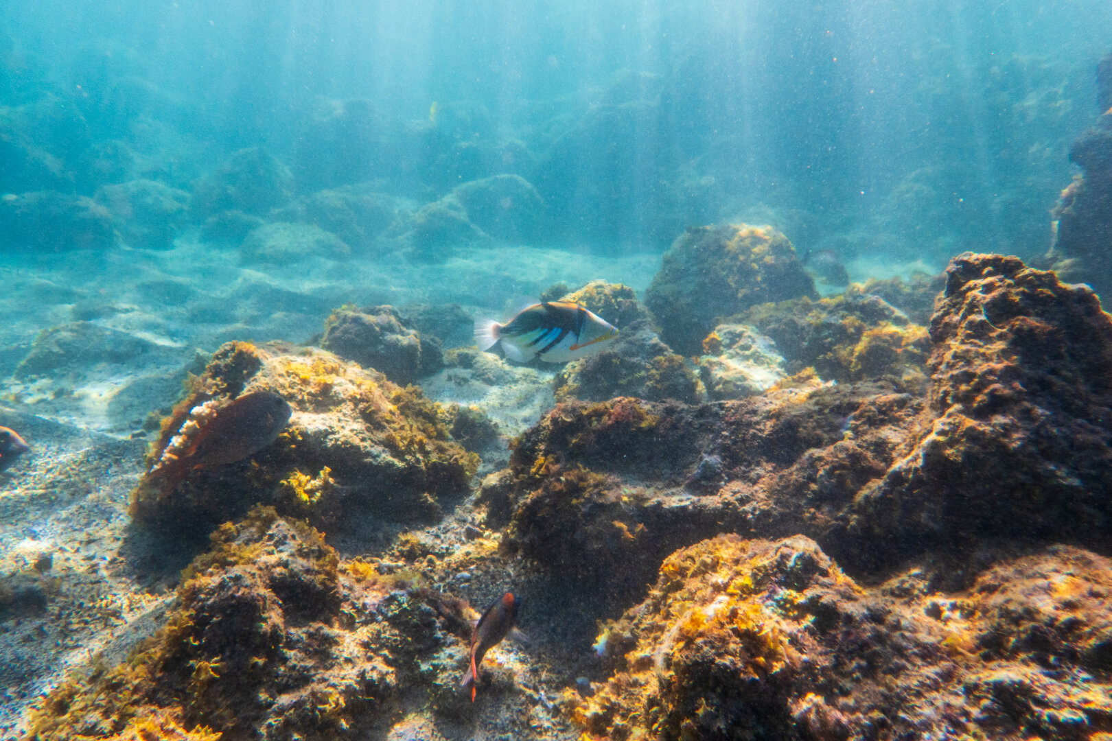 A colorful fish swims over rocks, under the sea. [Olympus TG-7]