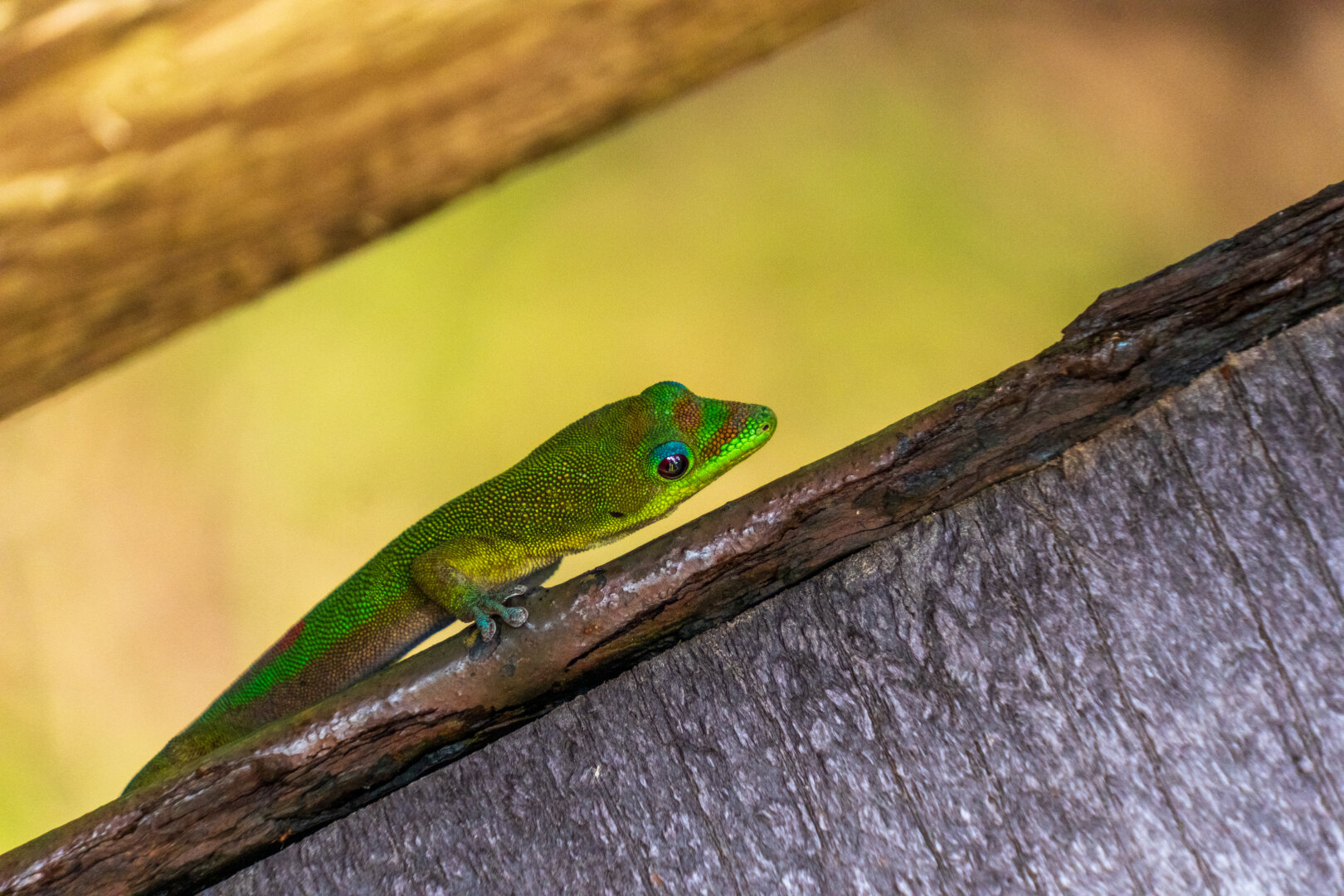 A small green lizard sits below a twig. [Fuji X-T5 / Tamron 18-300]
