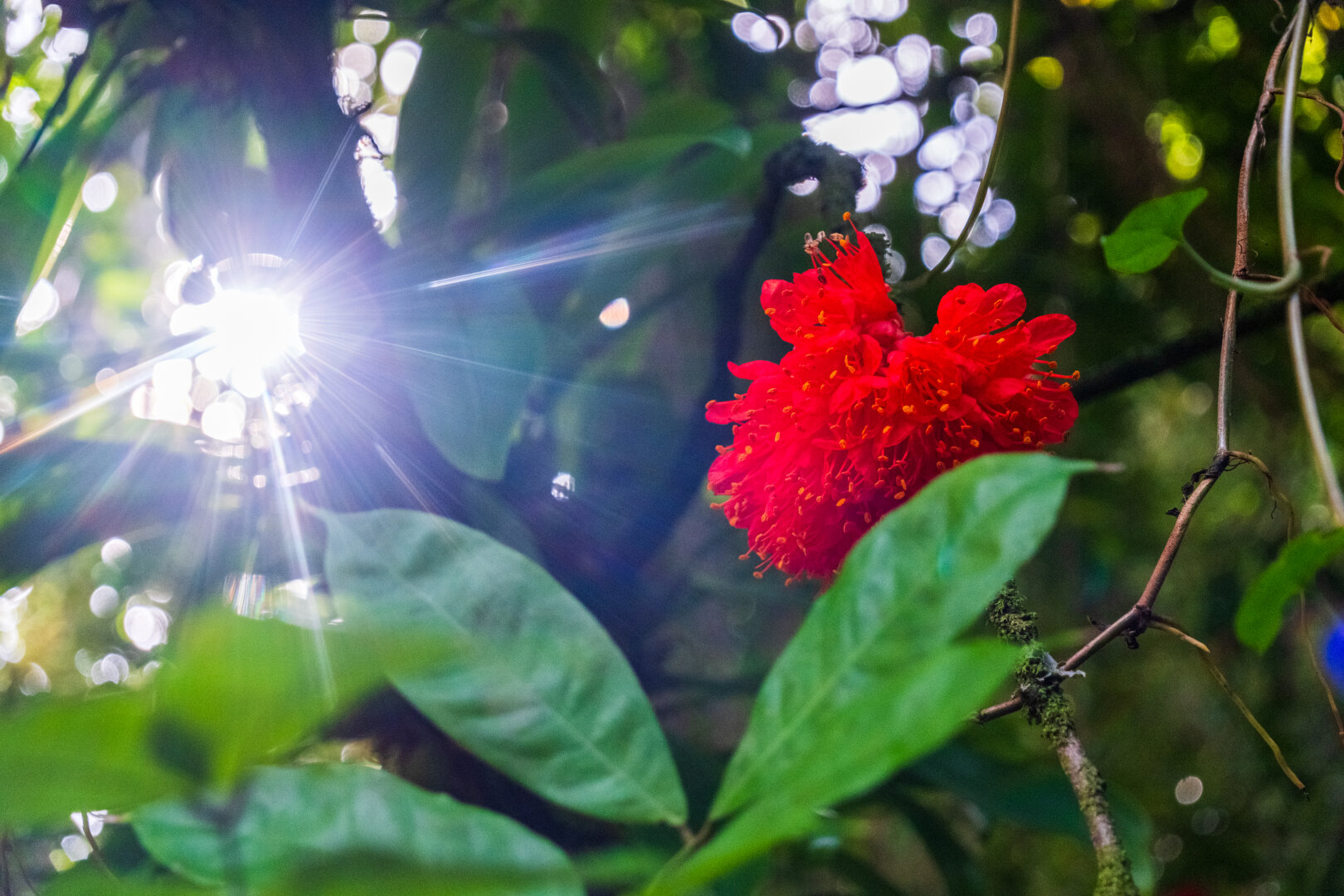 The sun shines in at a red flower amidst greenery. [Fuji X-T5 / Tamron 18-300]