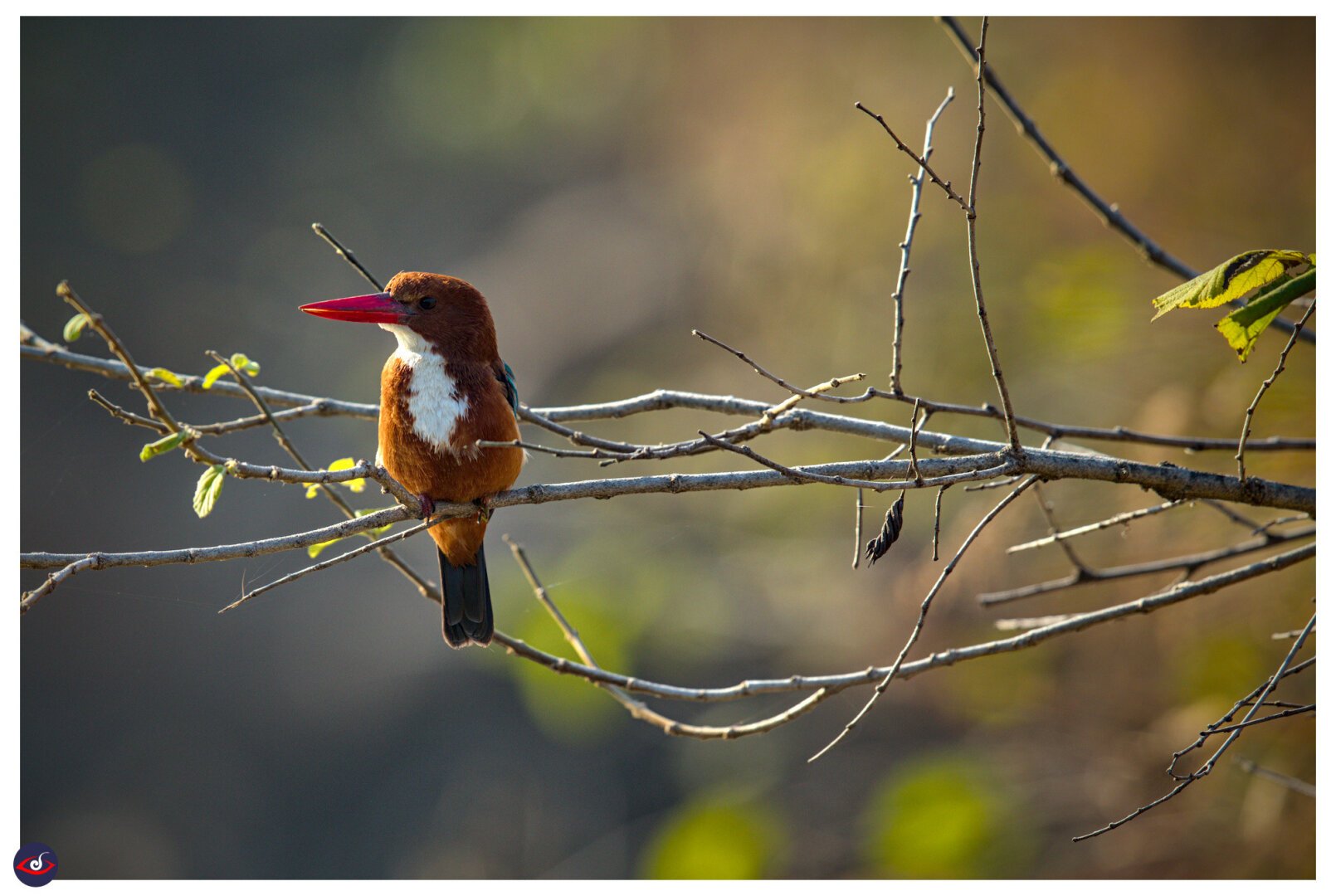 A small brown bird with a large red beak, and white chest, black eyes perched on a branch. the tail underside is very dark blue to black.