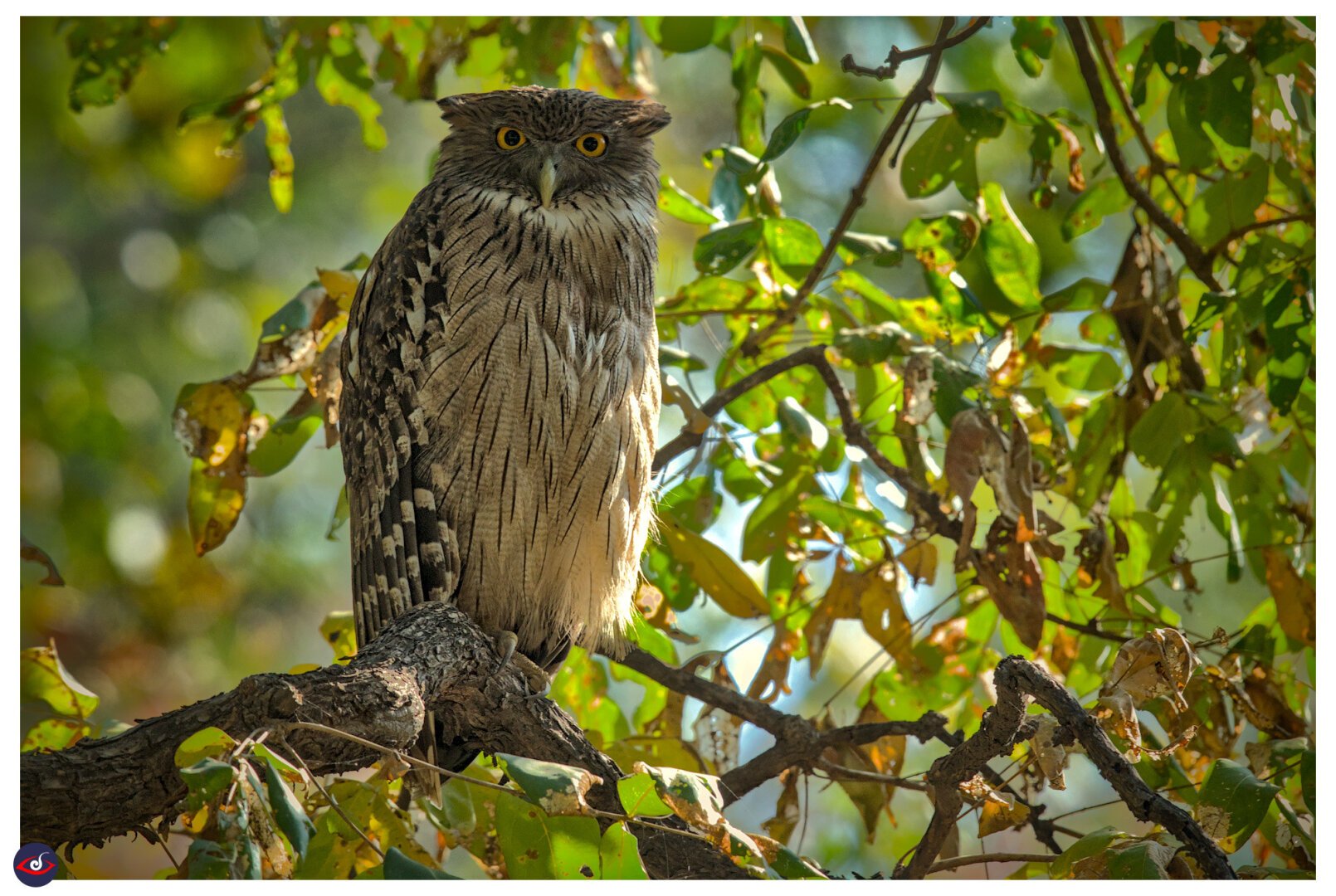 A large bird, perched on a branch. it has large yellow eyes. it is tall, the chest feathers have straigt dark lines.