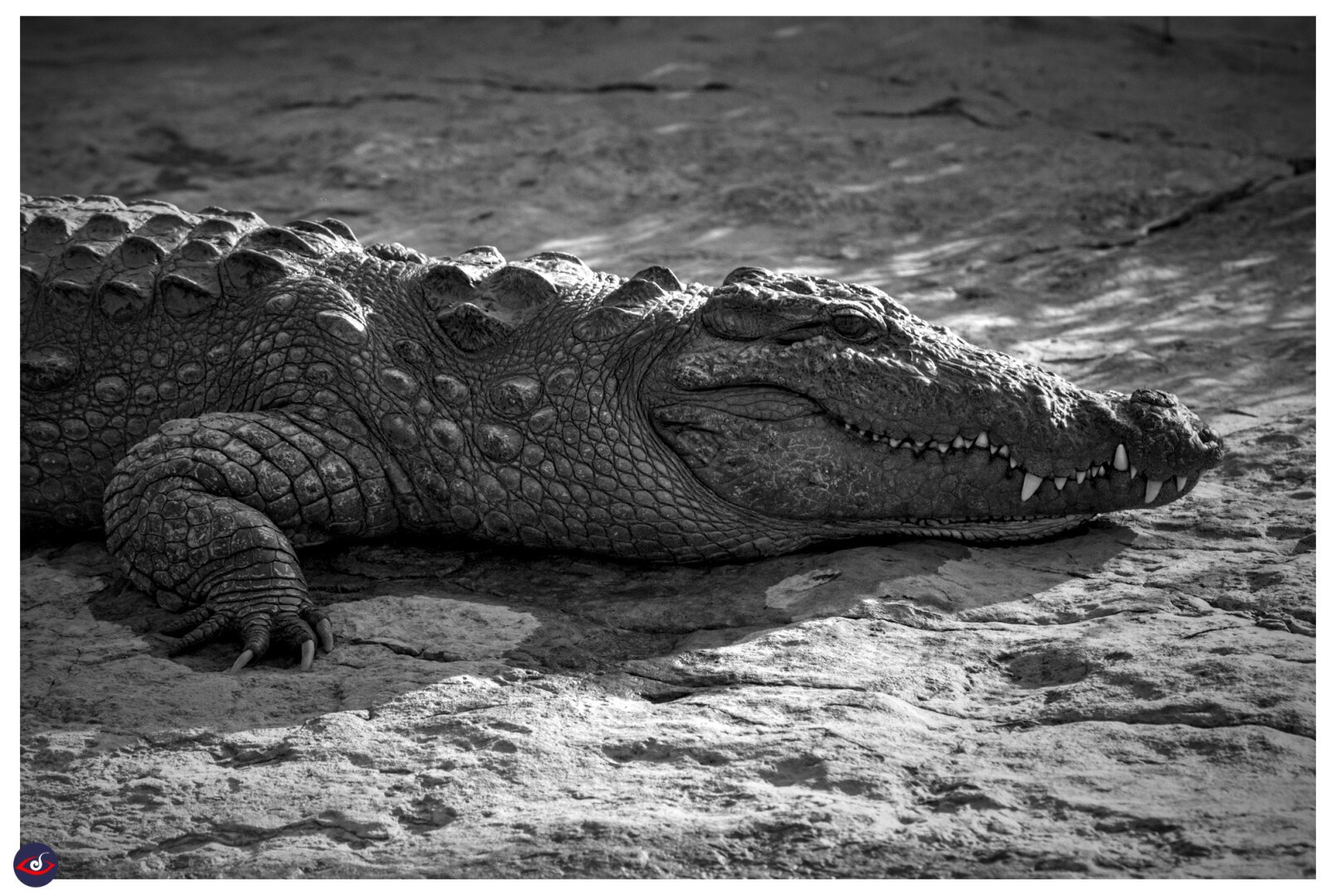 a crocodile (marsh mugger) basking in the sun on a rocky river bank... you can see its eye is focused on the boat.