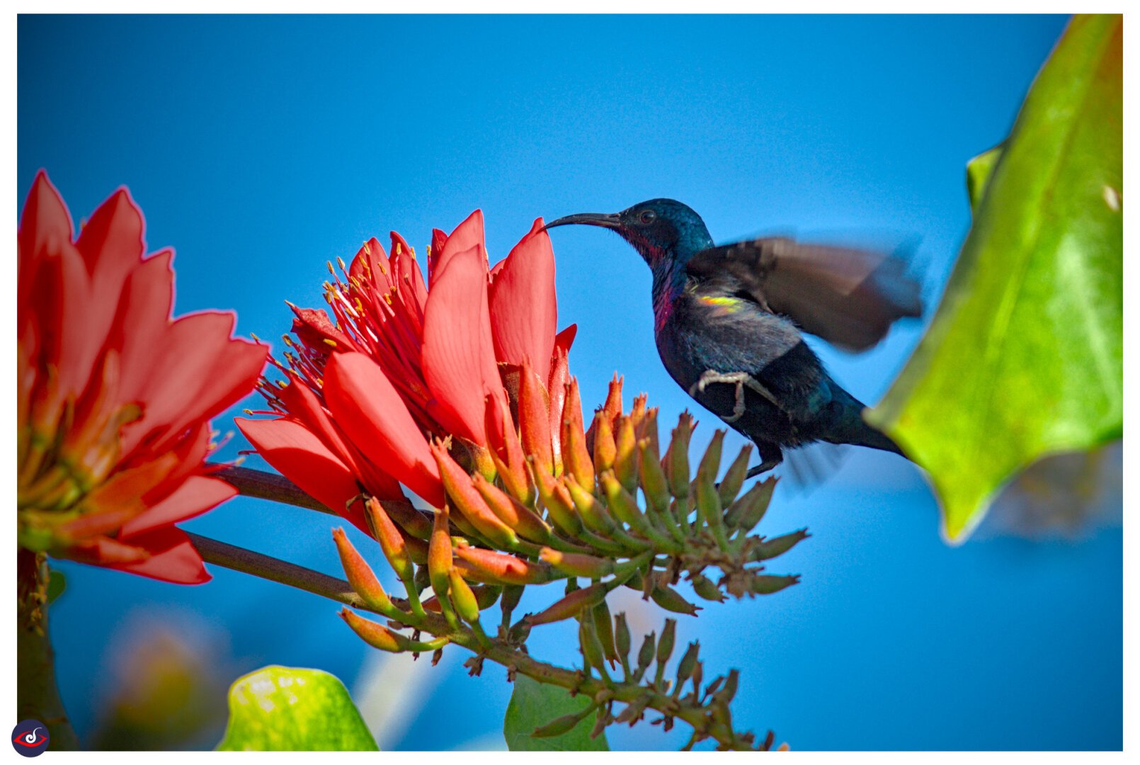 A male purple sunbird, hovering as it checks the red flower for nector. the bird is irridescent blue and black, and has yellow feathers under the wing. the beak is long and curved.