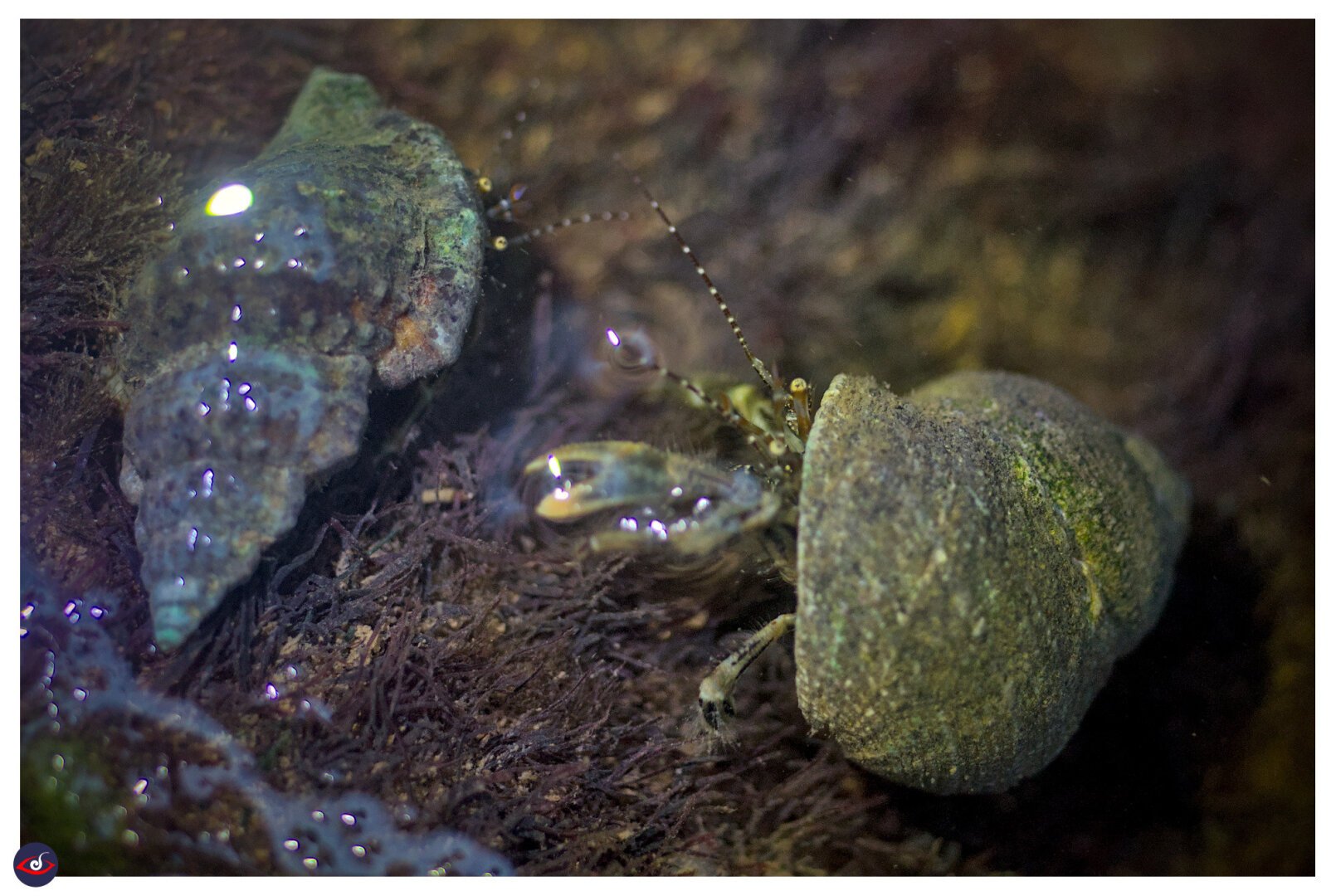 you can see two hermit crabs, one moving towards the other one. you can see their eyes, and claw for the one on the right.