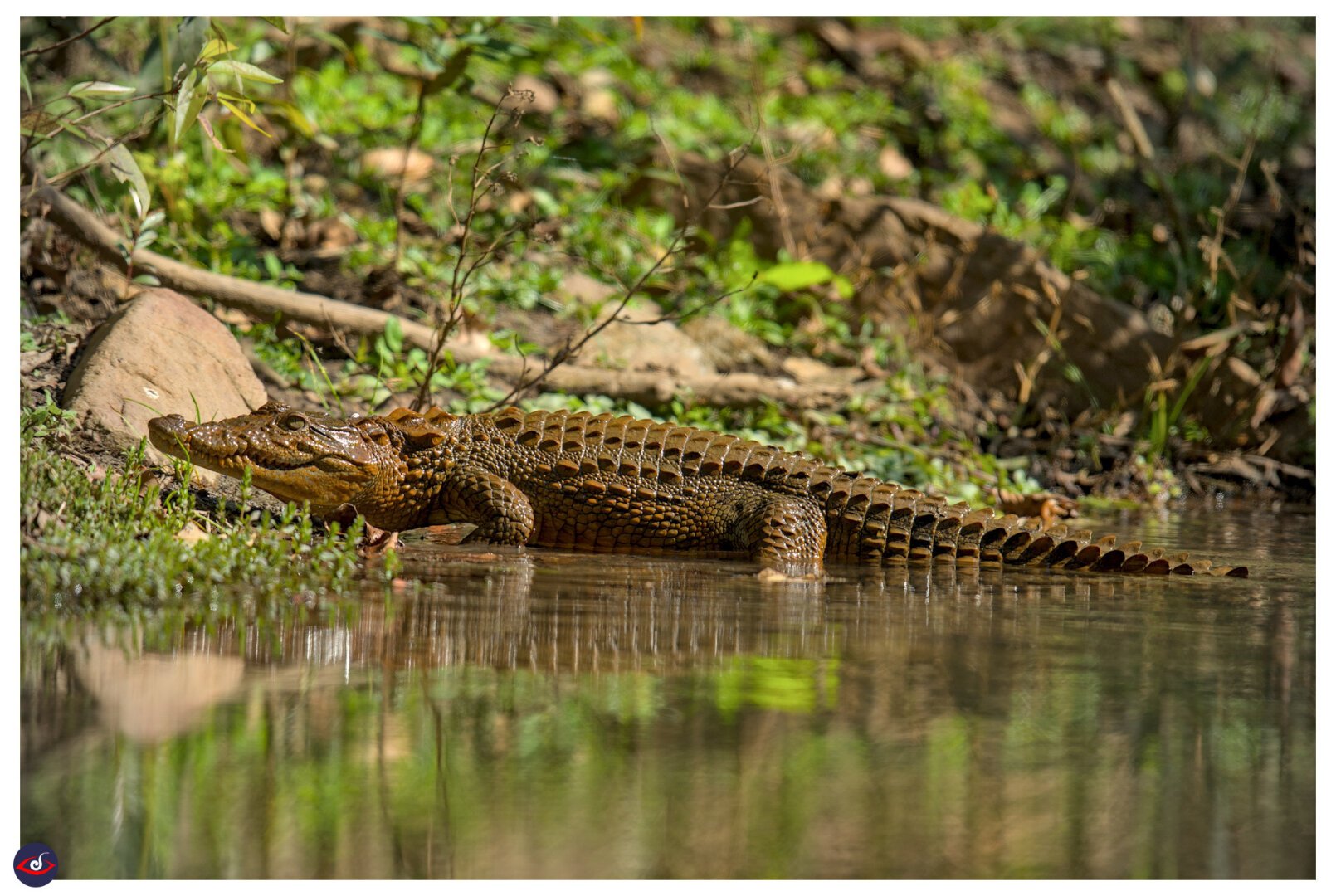 a marsh crocodile, walking out of the spring and heading to its favourite spot to bask in the sun. 

the brown, green shade of the croc makes it look like a wet rock when seen from far. there is green grass behind it.