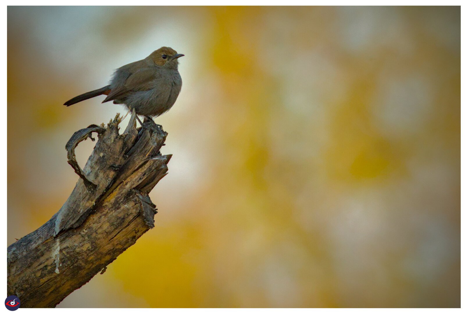 a very round bird (brown shade) perched on a branch. the background is yellow leaves out of focus!