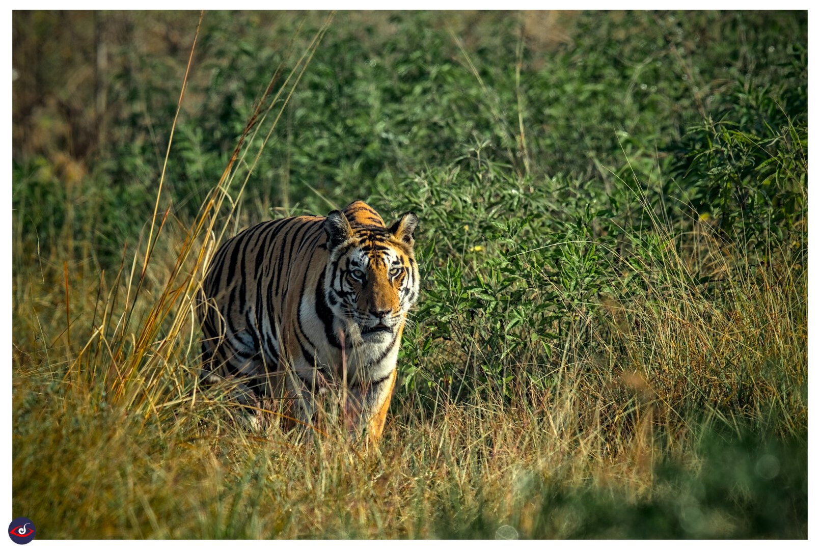 a tigress coming from behind the grass and in full focus of the photographer, the grass in front is yellow, and trees are in the background are green.