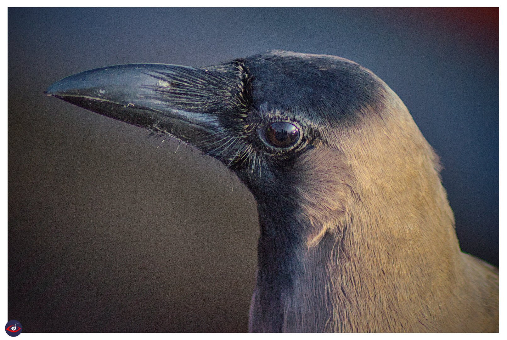 a close up photograph of a crow with a black cap, mask and throat -- neck is light shade of grey.