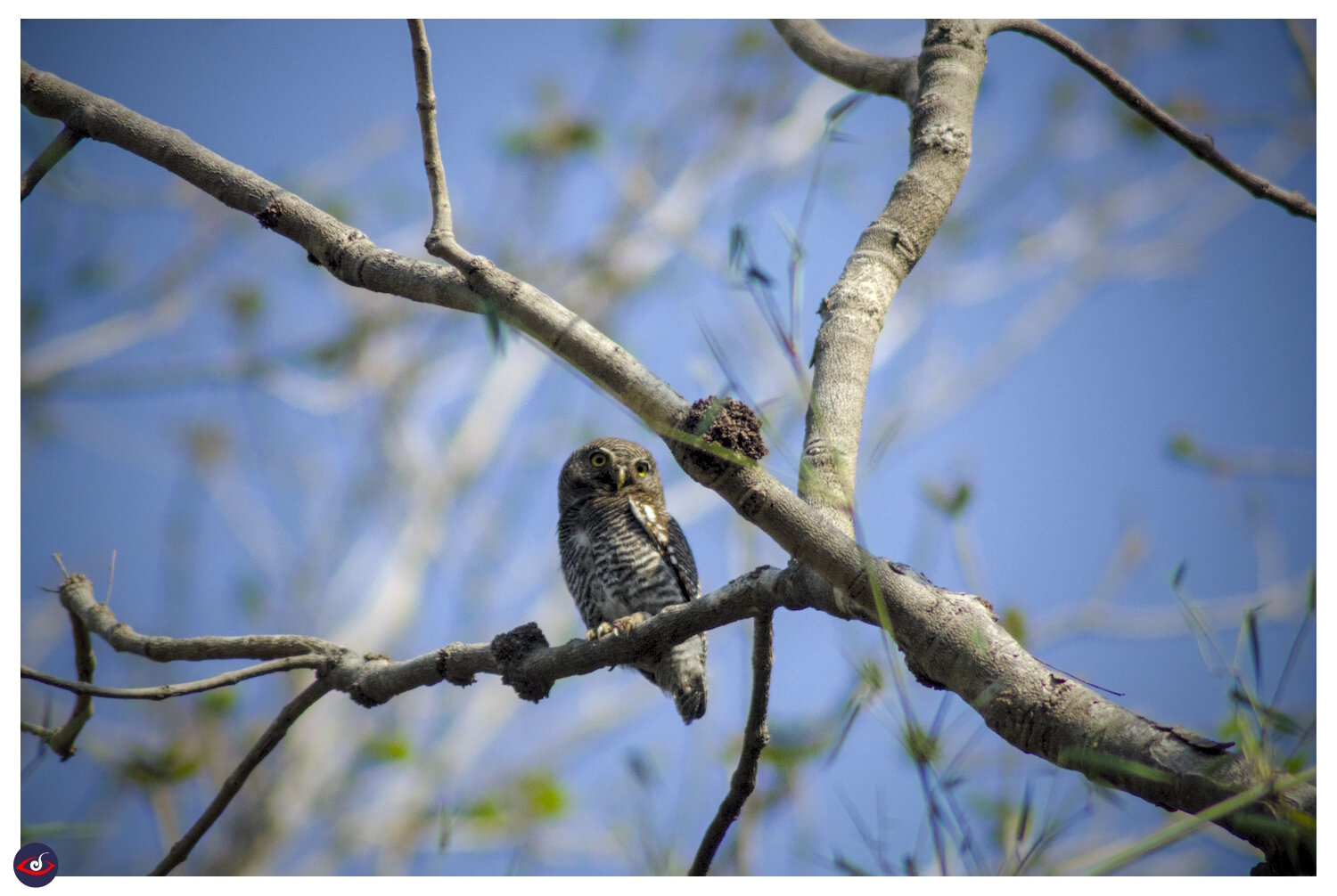 a small owl perched on a branch, framed by other branches of the tree. a small owl perched on a branch, framed by other branches of the tree.