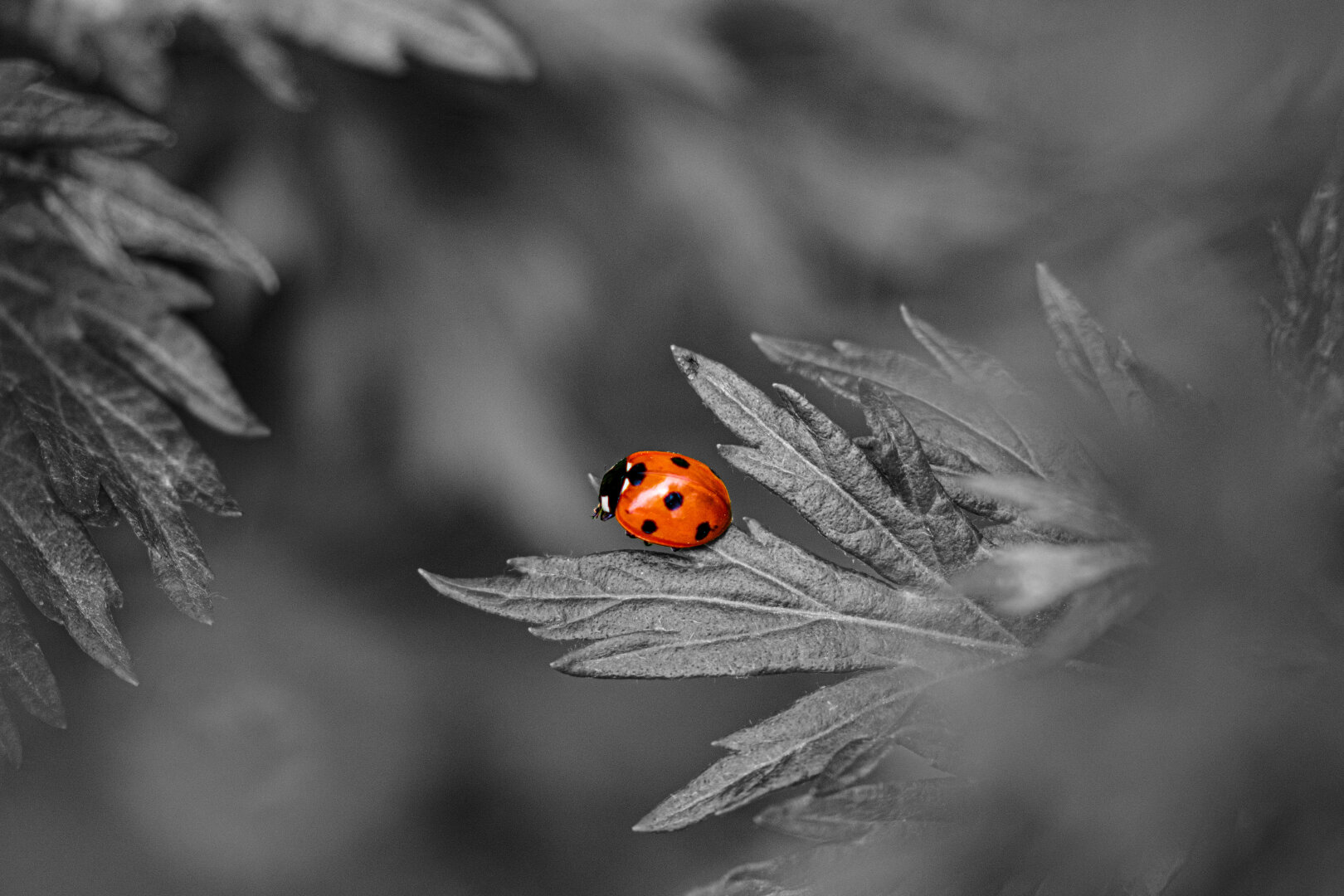 A ladybug perched on a leaf, depicted in a black and white photograph, highlighting its intricate details.