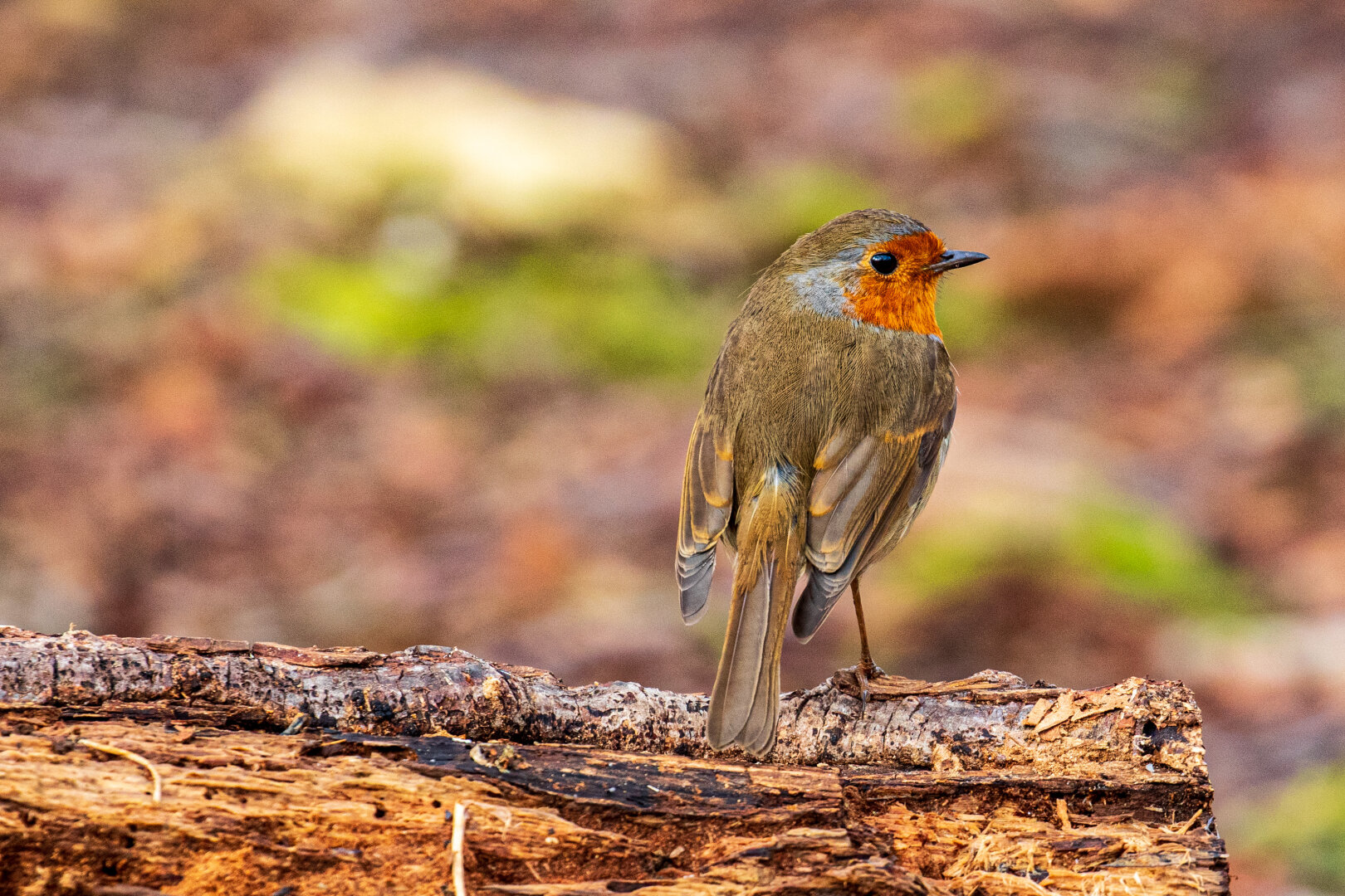 A European robin with a bright orange breast perches on a rough log in a woodland setting.