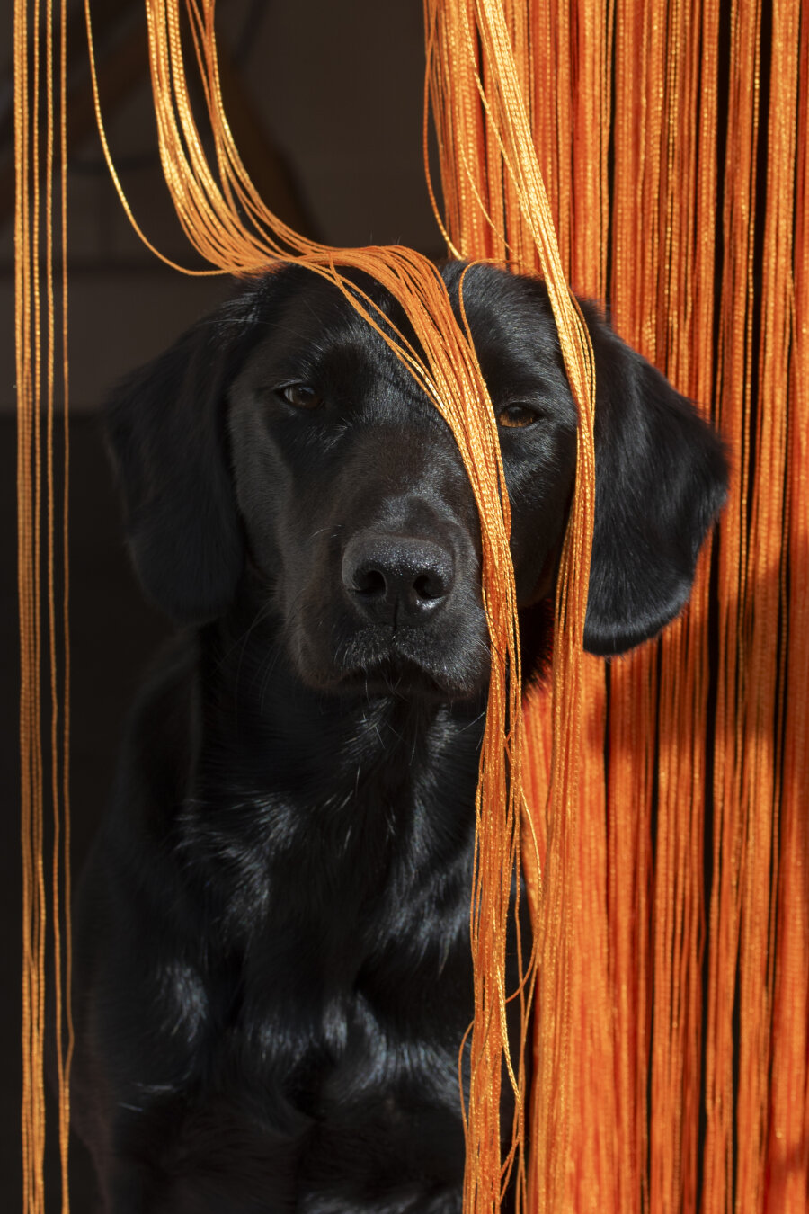 A black dog looks out from behind a curtain of orange strings.