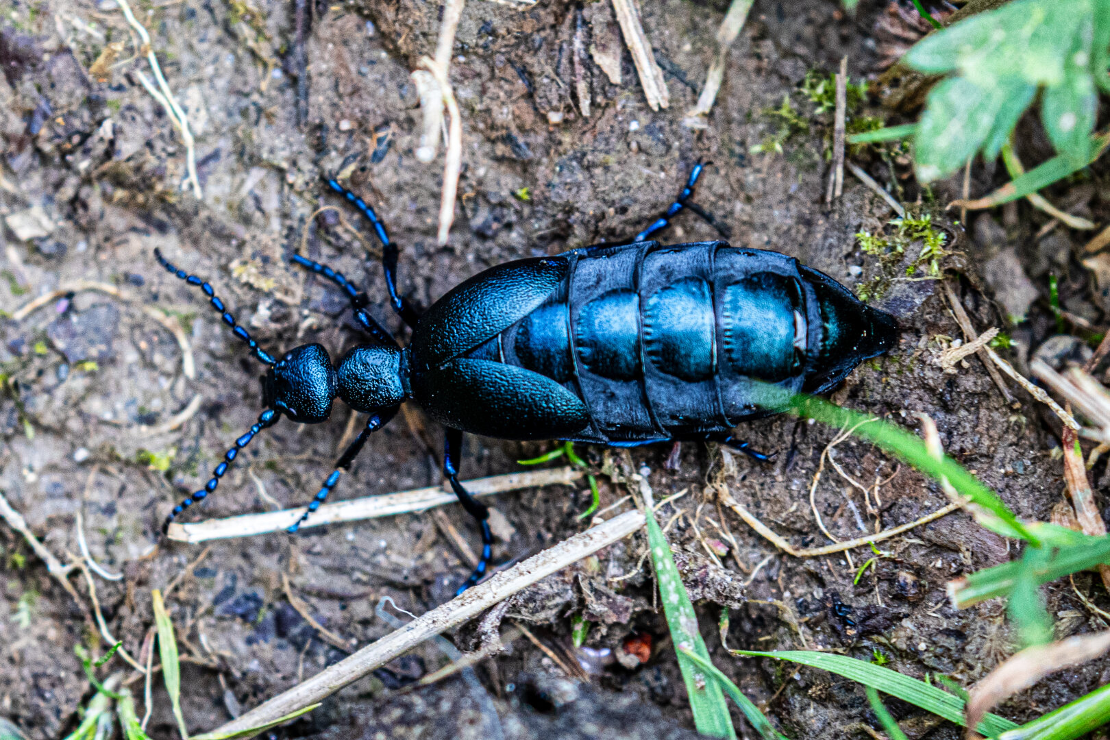 A large metallic blue beetle with segmented wing covers crawls across damp soil among grass, roots, and moss.