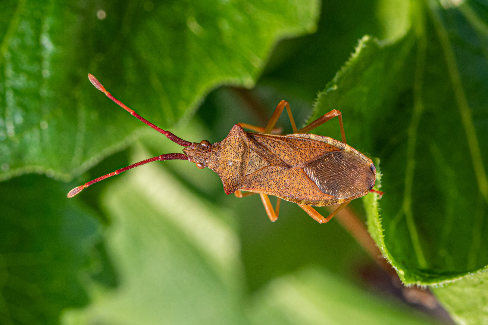 brown shield bug on green leaves