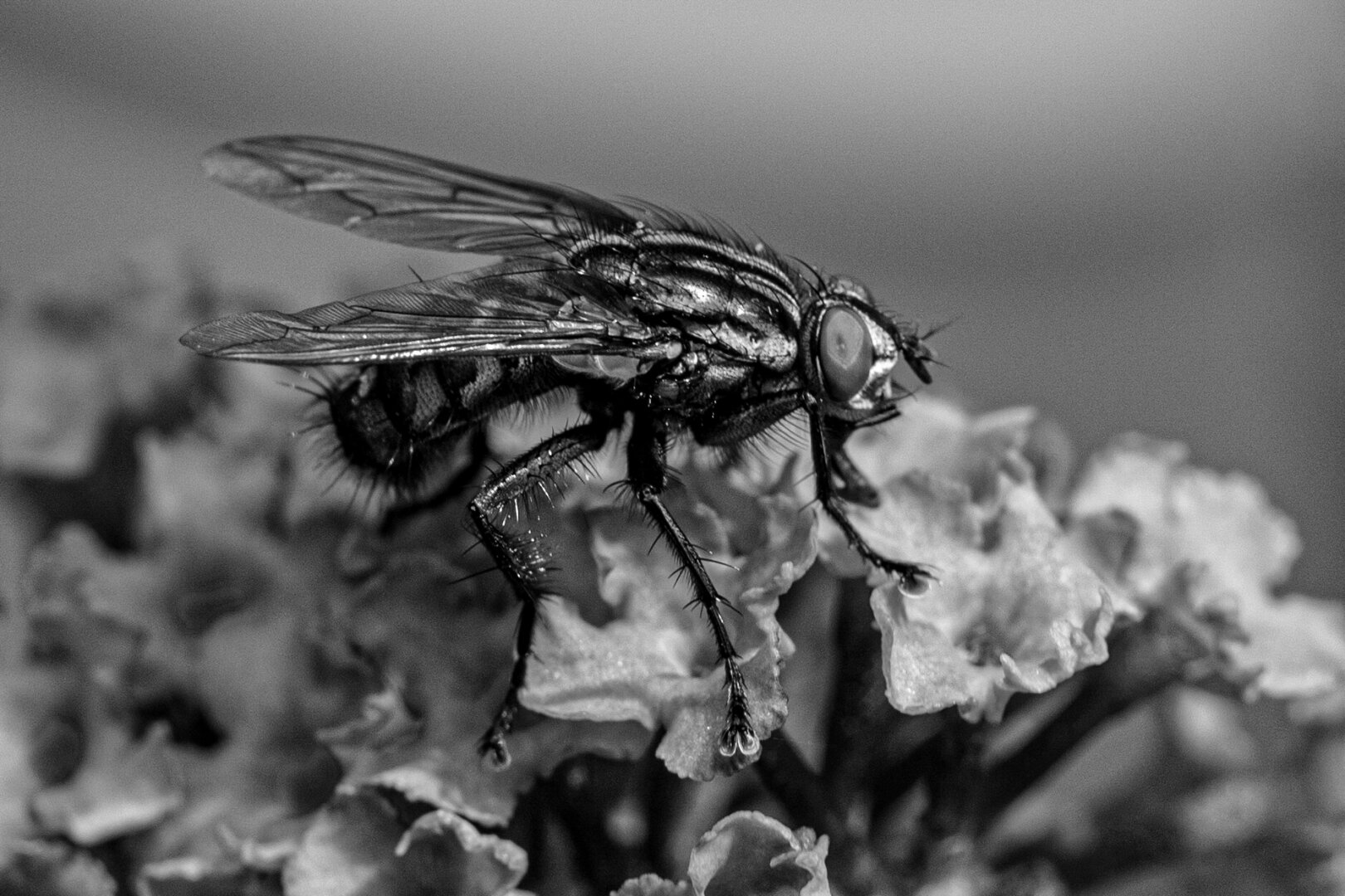 A close-up black-and-white photograph shows a housefly perched on a cluster of flowers, with its wings and bristled legs visible.