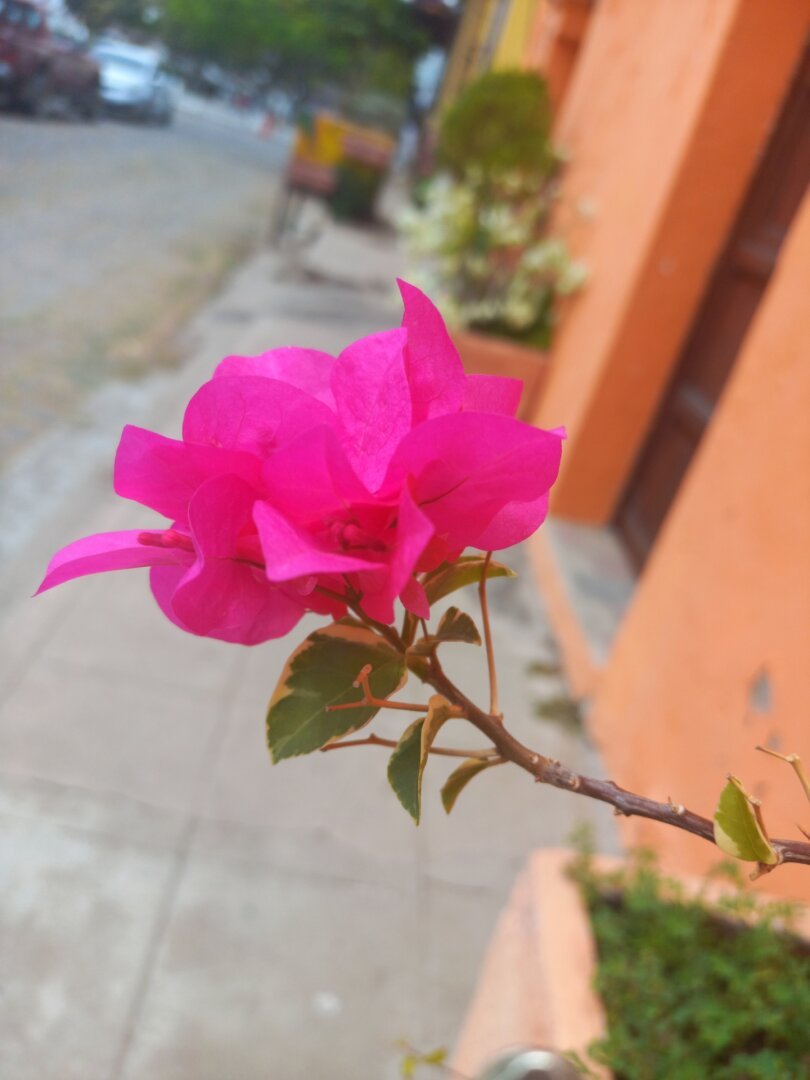 Bougainvillea, conocida popularmente como veranera, trinitaria, buganvilla, buganvilia o bugambilia