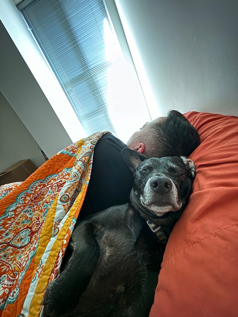 Black dog sleeping by me in bed