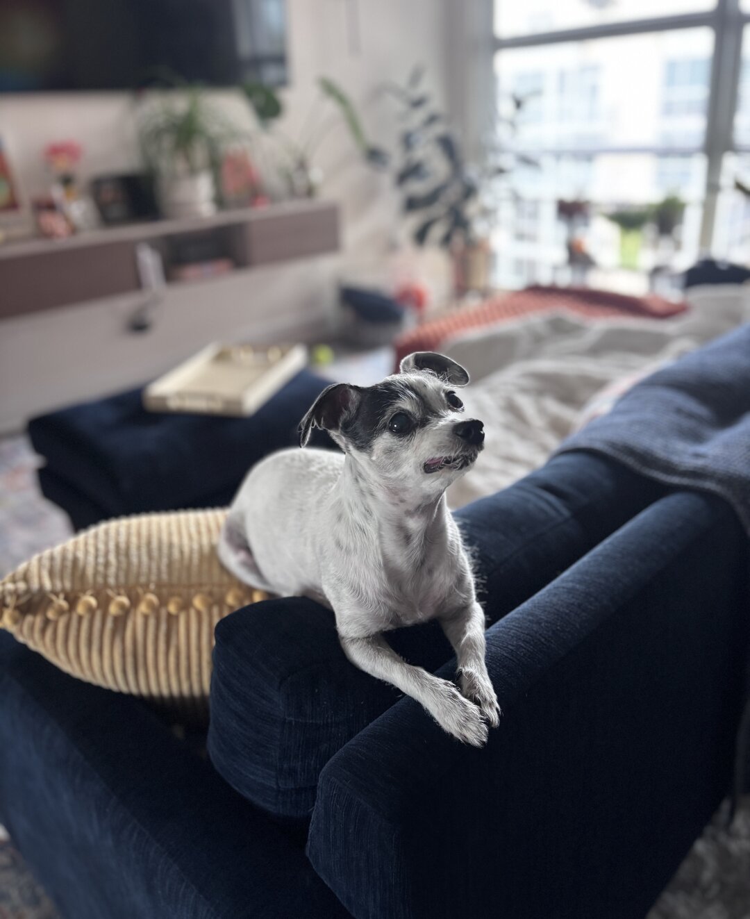My dumb ass white Jack Russell Chihuahua sitting on the top of my blue couch