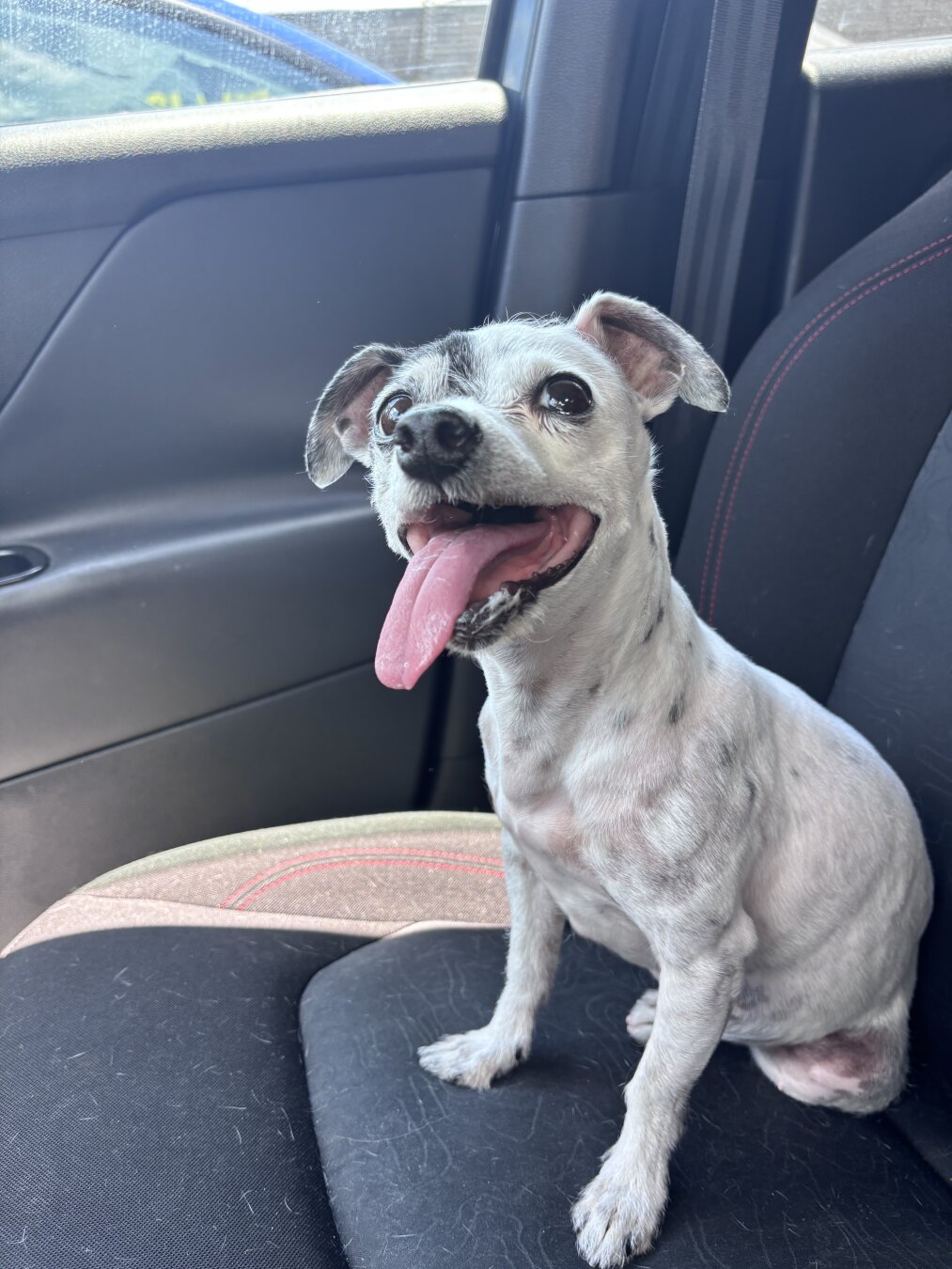 Small white dog with tongue hanging out and she is sitting in the passenger seat of my Keep