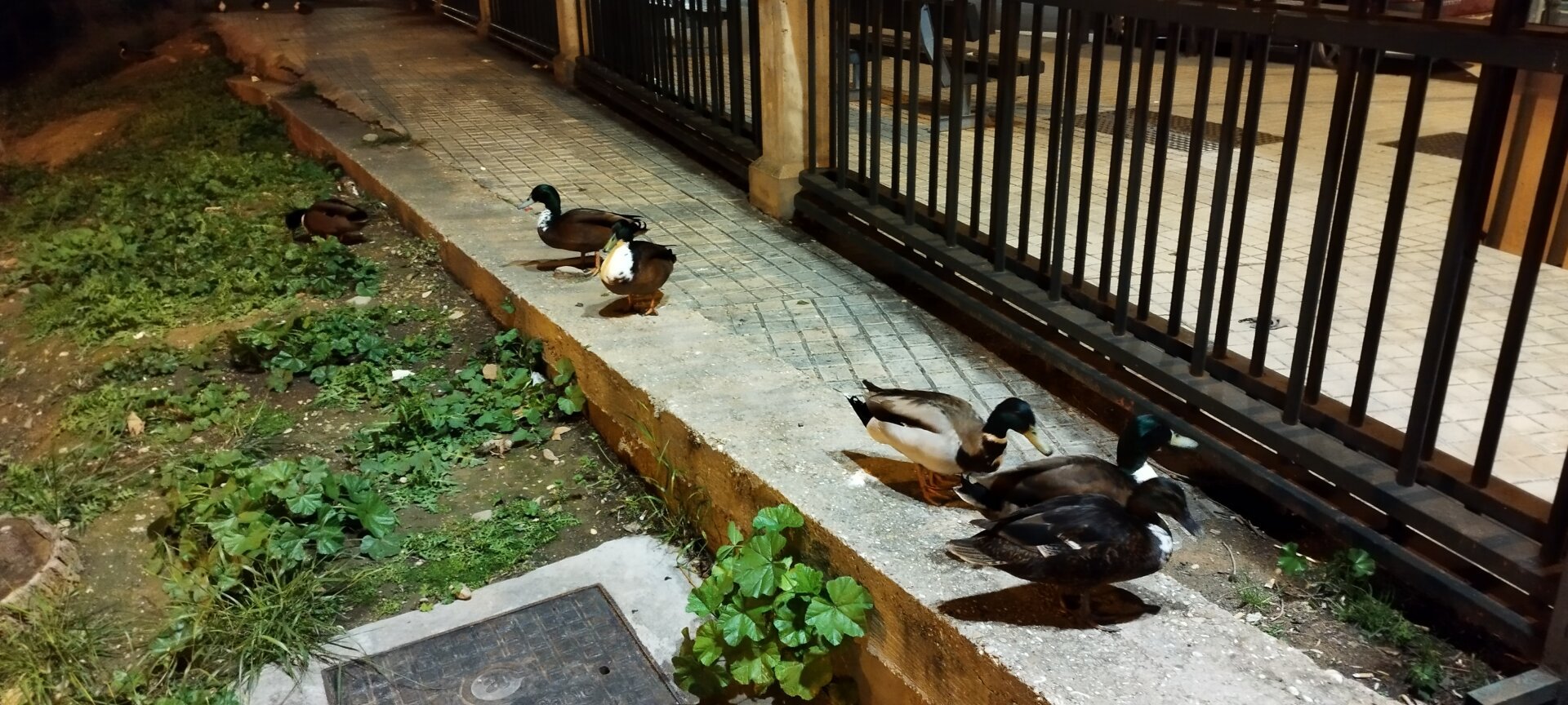 Reunión de patos junto a la valla del puente de río Huerva.