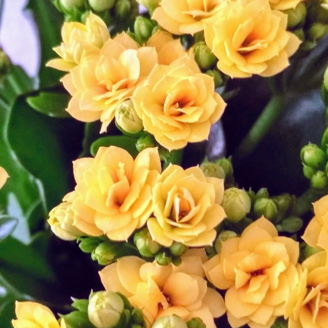 Detalle de planta kalanchoe blossfeldiana amarillas.