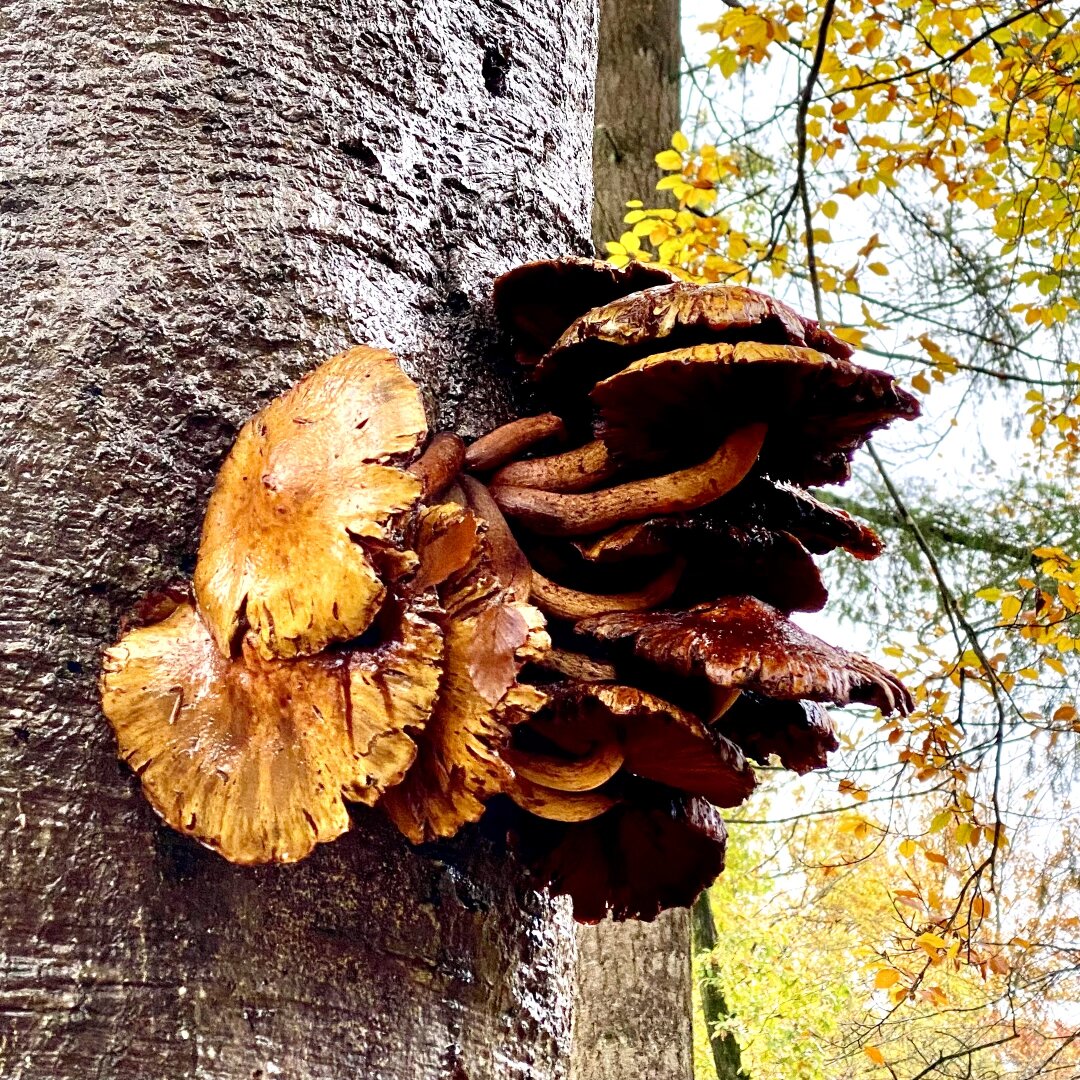 Large brown mushrooms growing on the side of a tree, in autumn colors