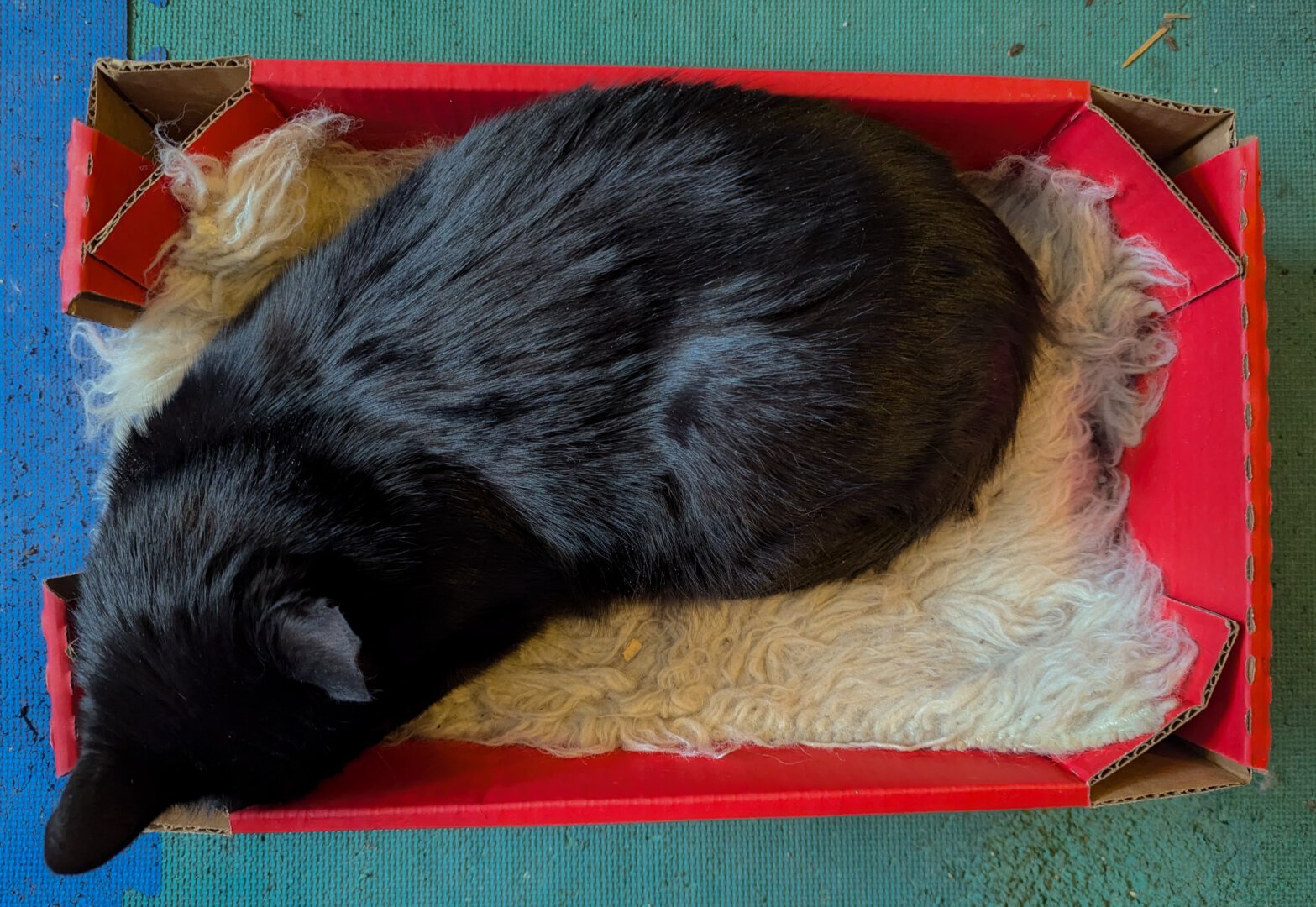Overhead image of a black cat laying on a white wool rug in a red box on a green foam tile.