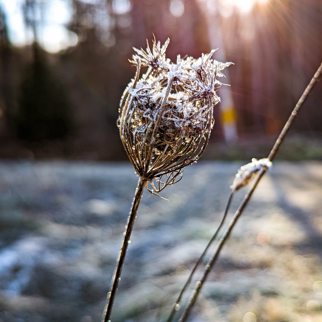 Dead Queen Anne Lace flower laced with frost.