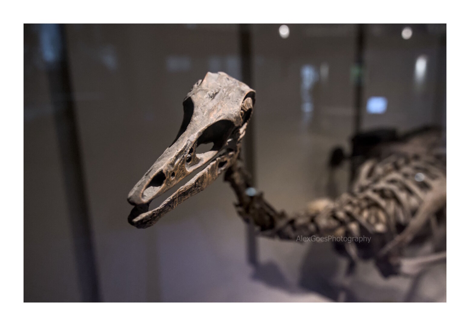 A dinosaur skeleton. Smaller in size, the long head is in focus, slightly tilted to the right, and behind out of focus the neck and the rest of the body. The skeleton is a grey/brown.